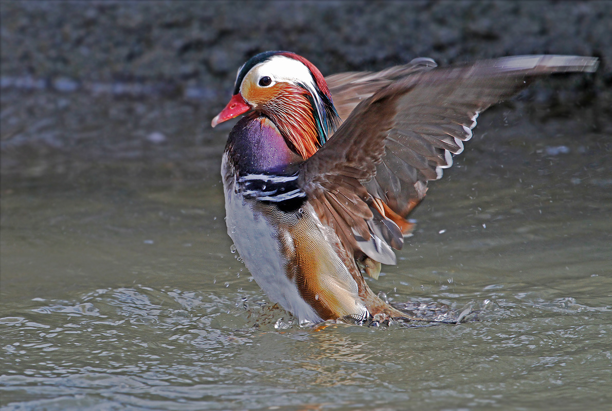 Mandarin
