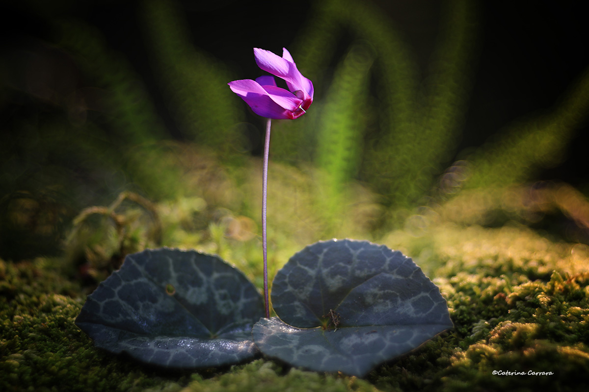 Un ciclamino tra le felci.