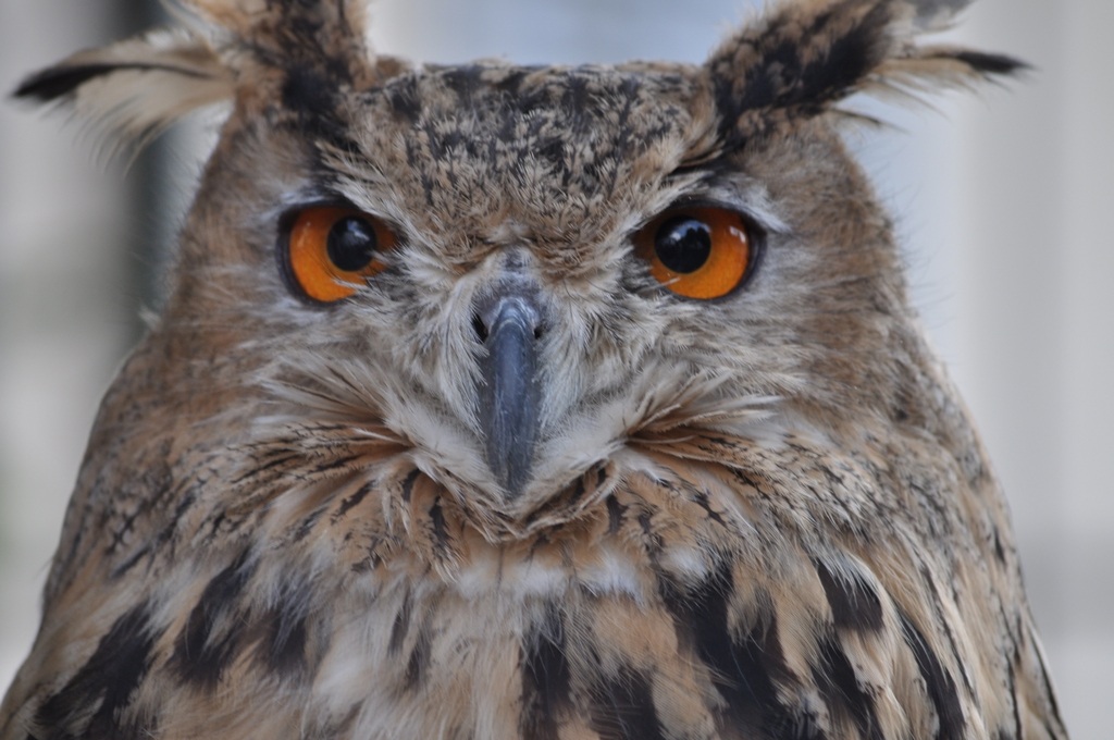 Eagle Owl