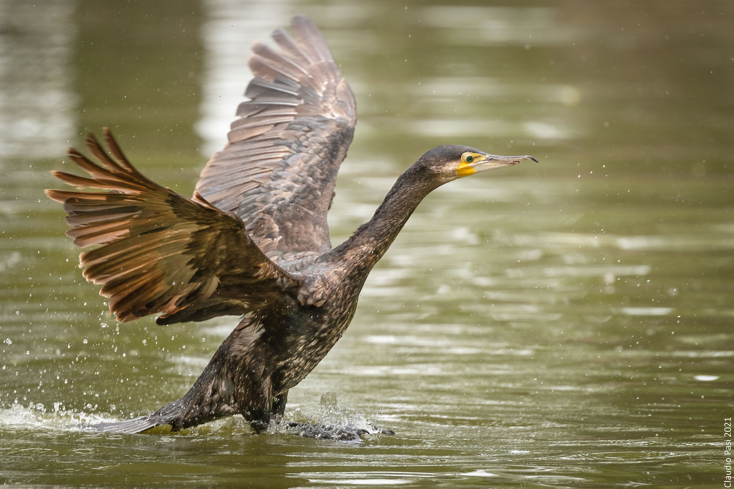 Cormorano