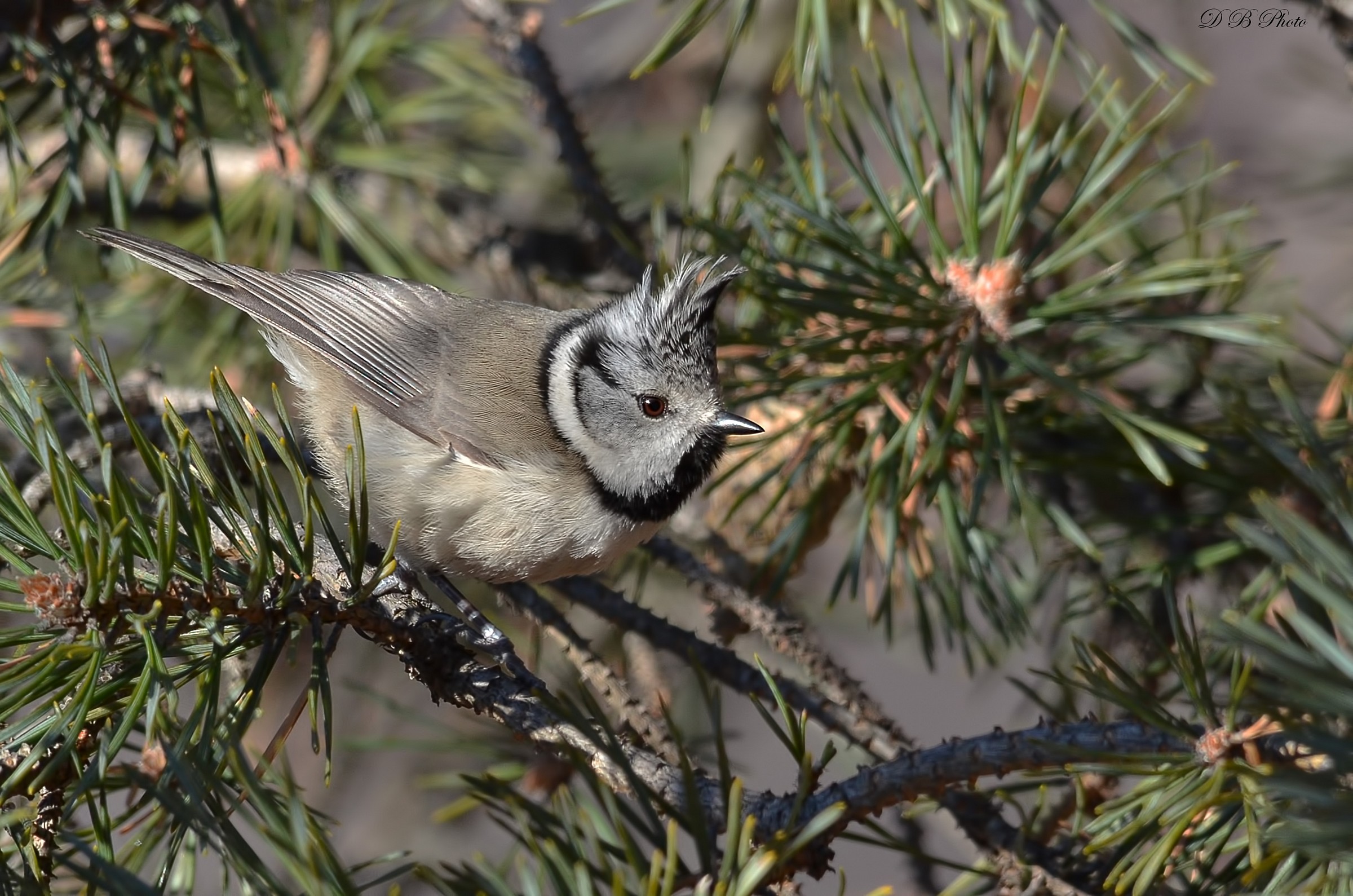 Parus cristatus