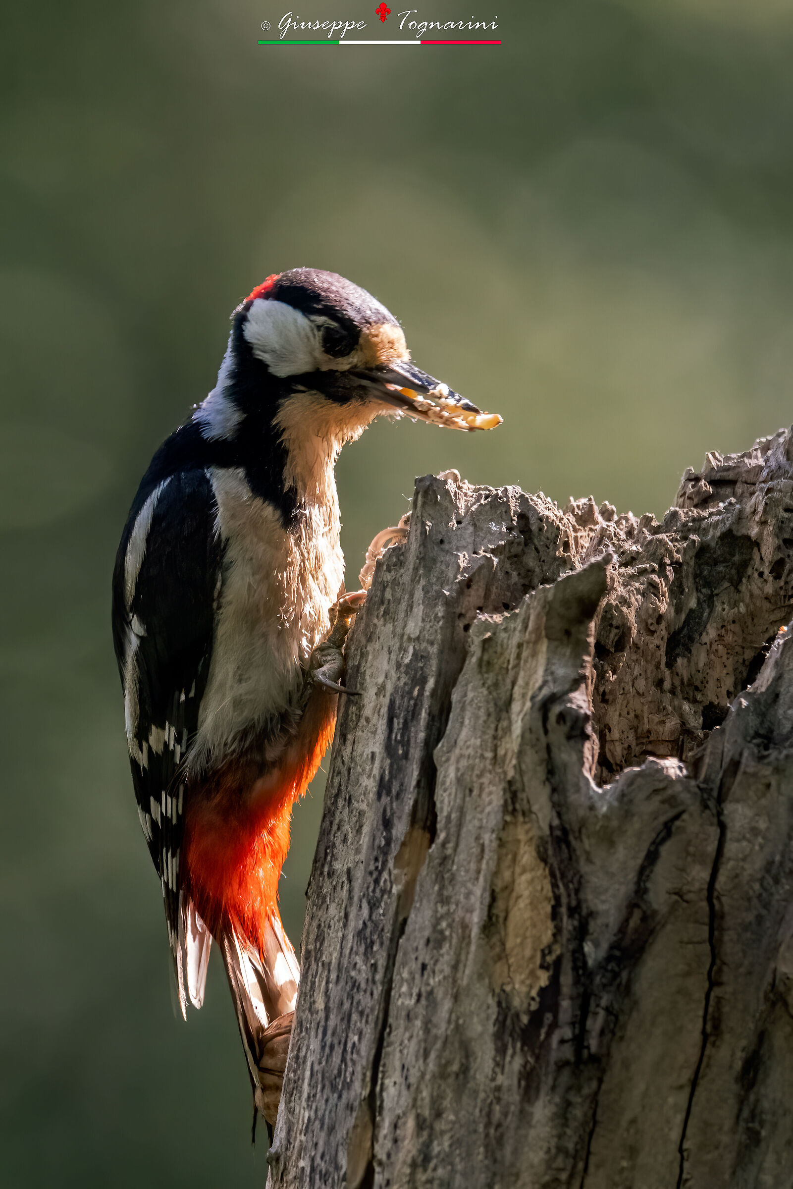 Picchio rosso maggiore