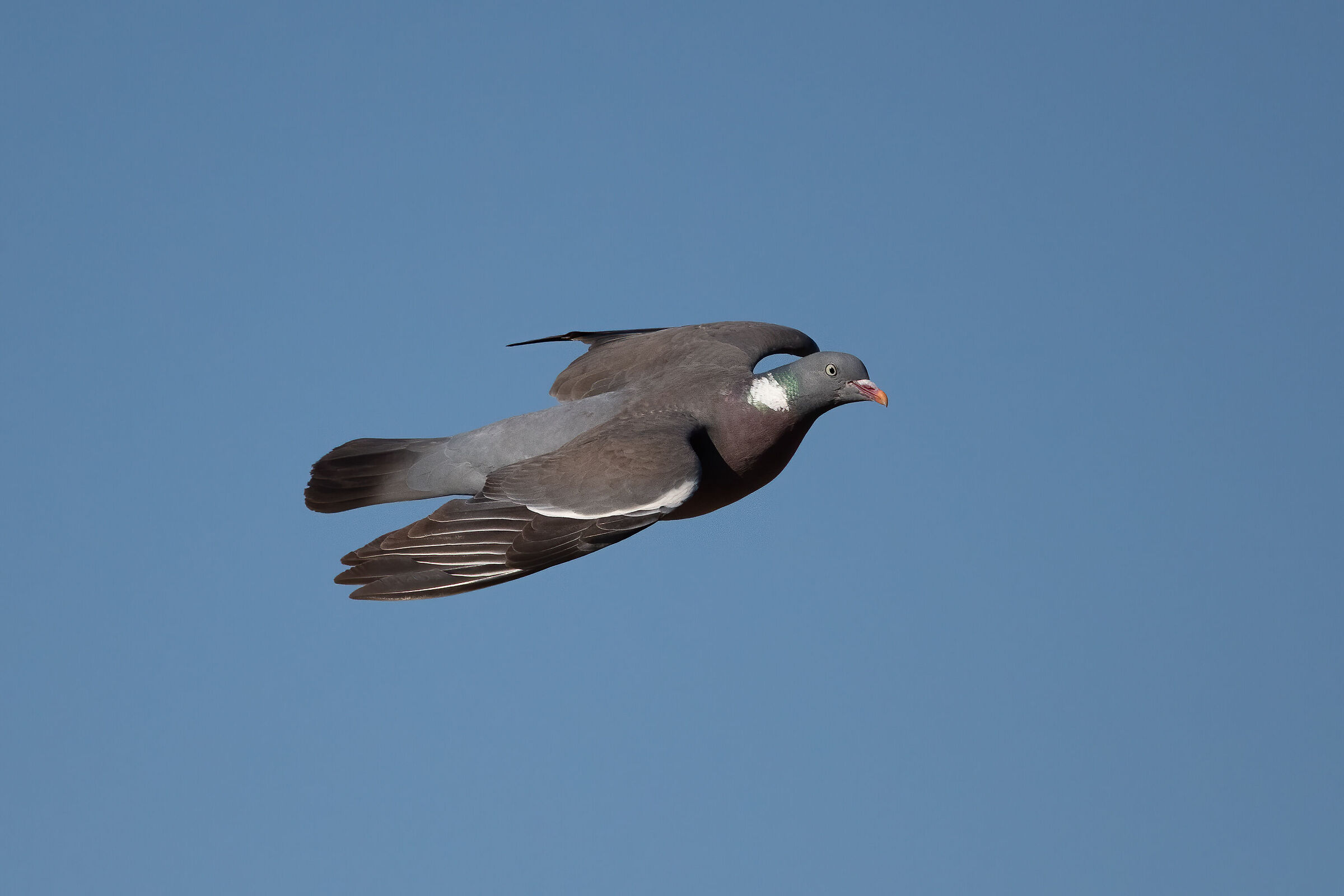 Colombaccio in volo HD pixel reali