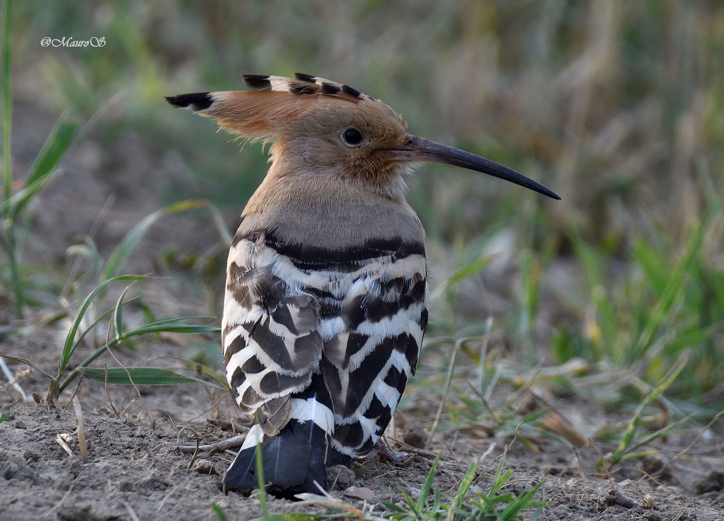 hoopoe