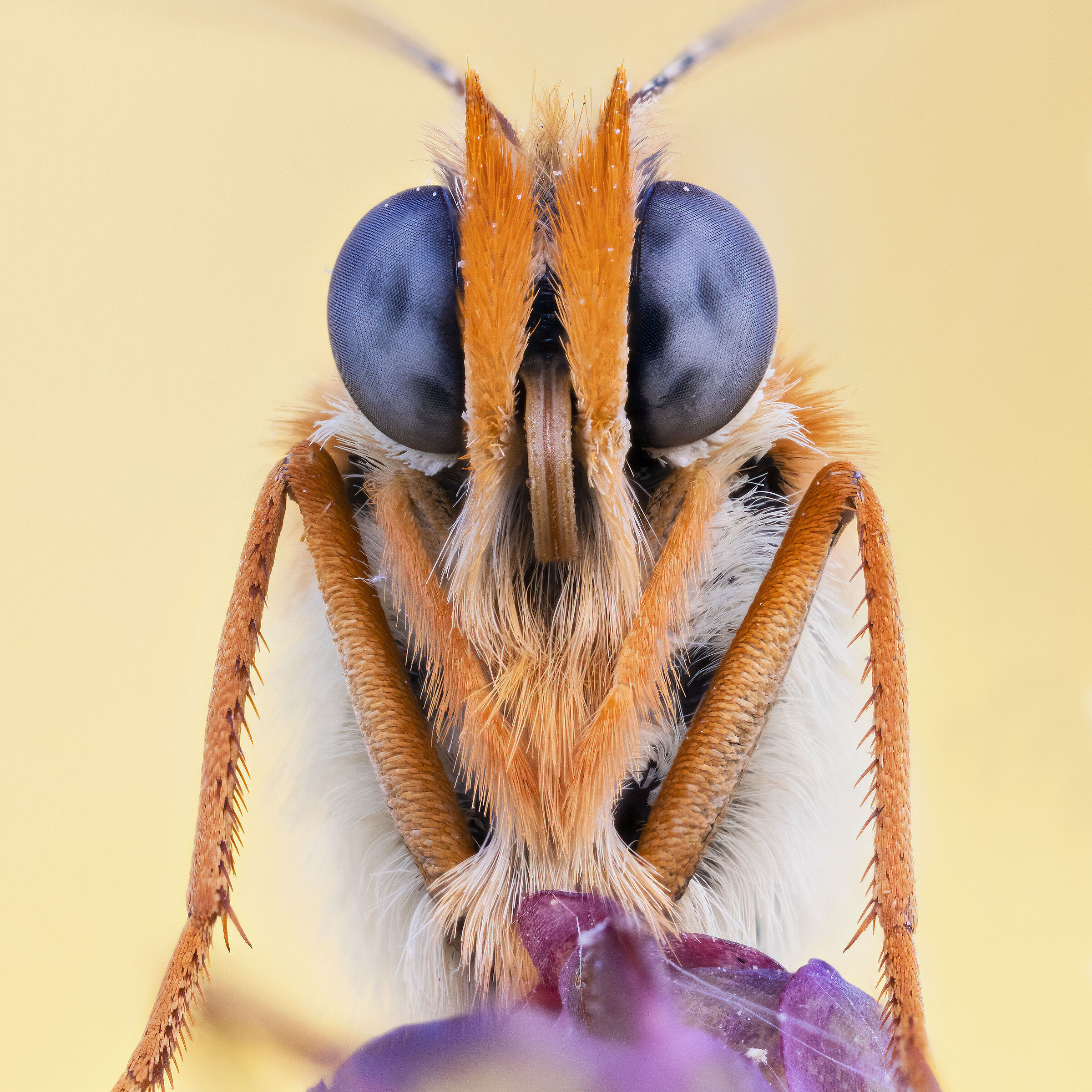 Didyma's melitaea