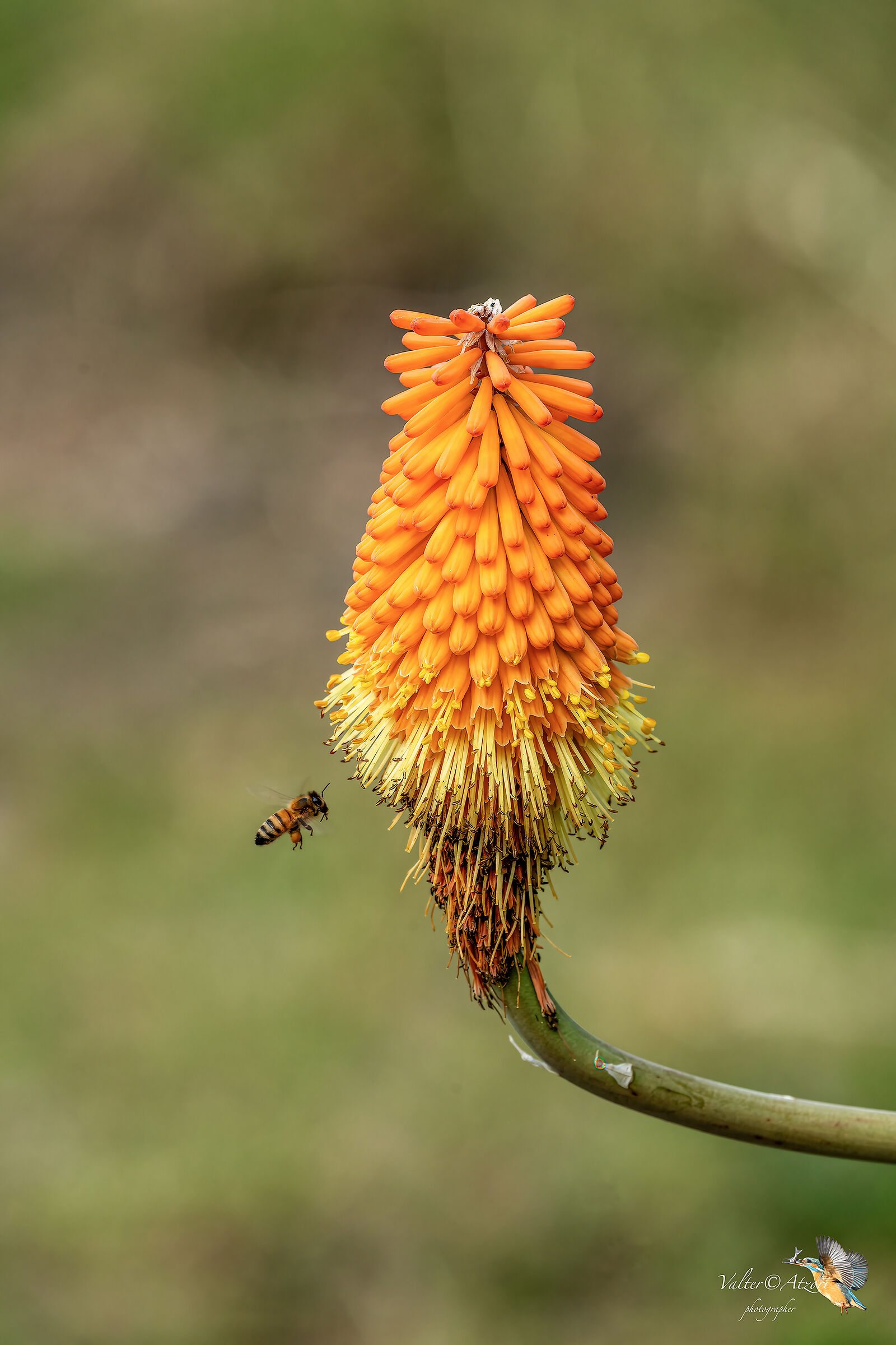 Kniphofia uvaria grandiflora e l'ape