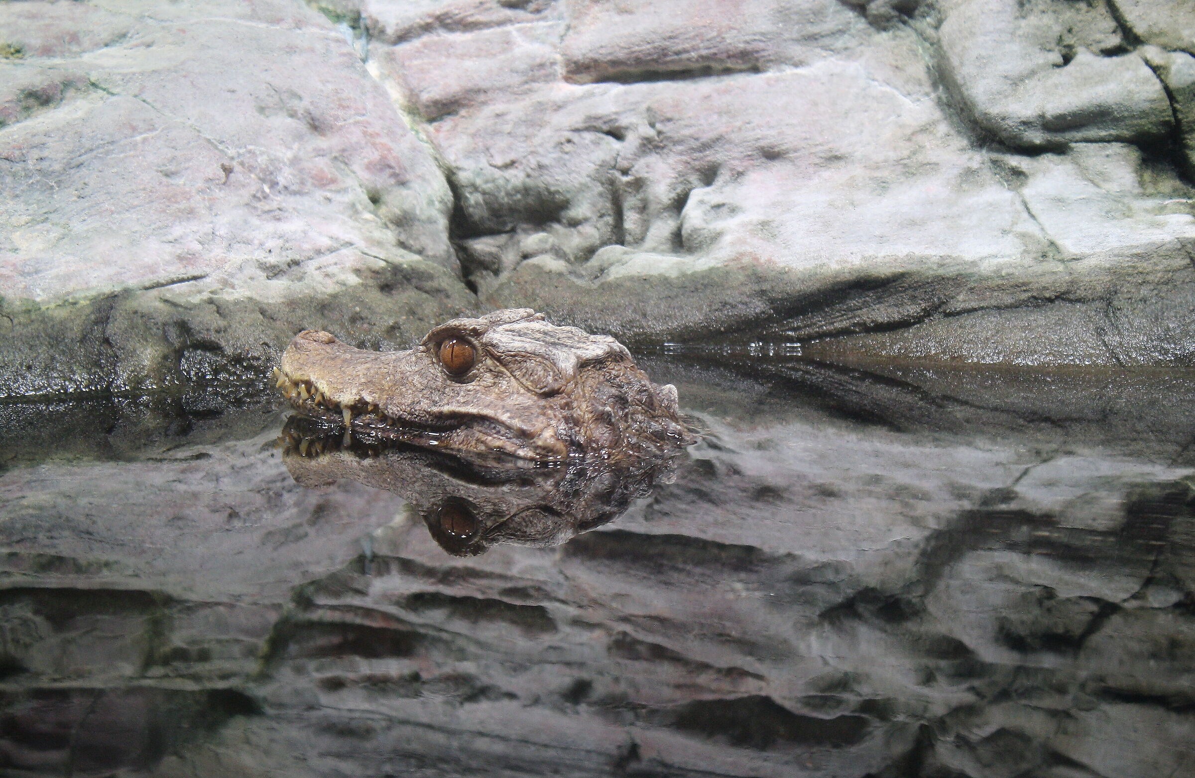 Caiman, stone, water...