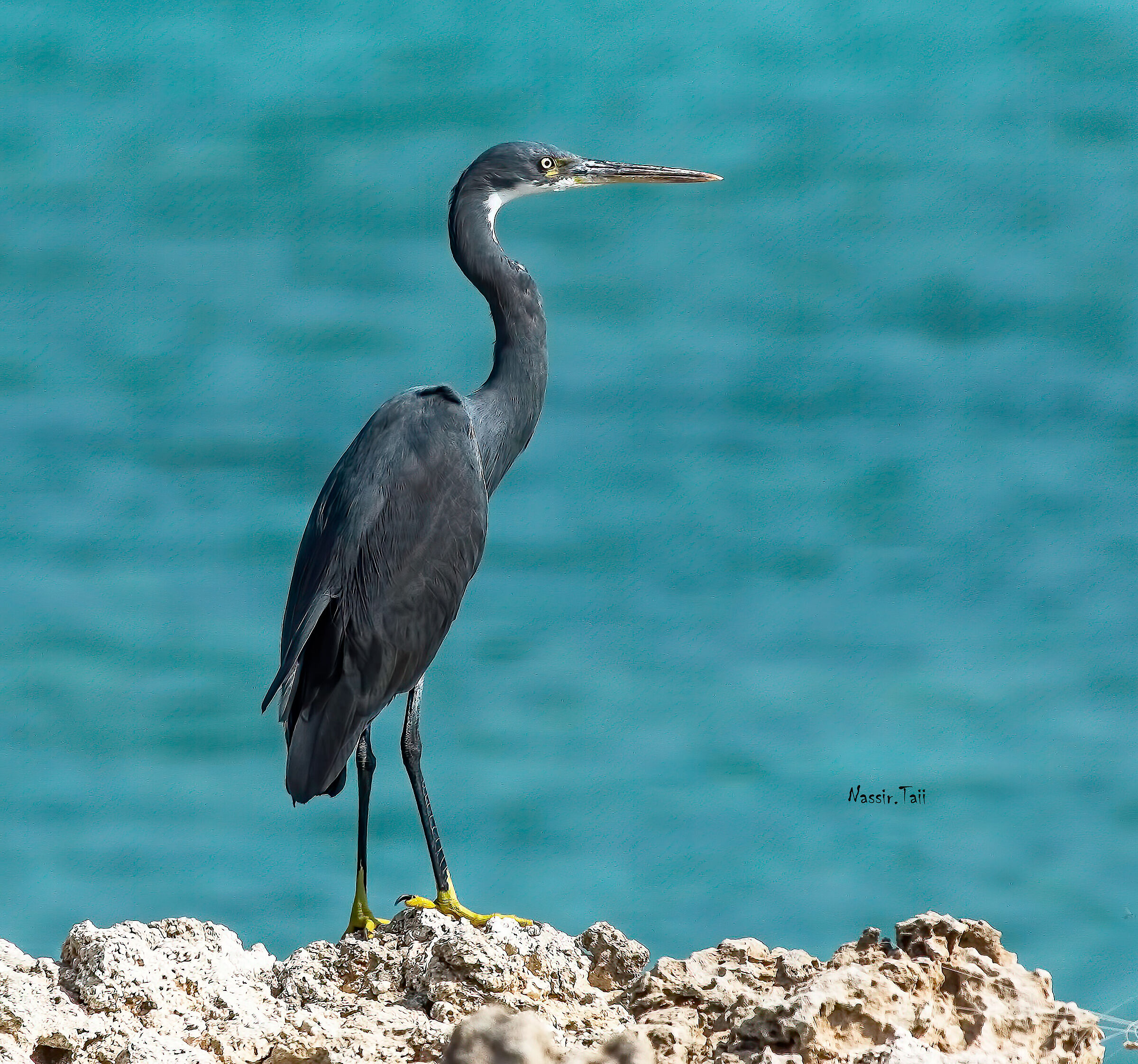 Airone della barriera corallina occidentale