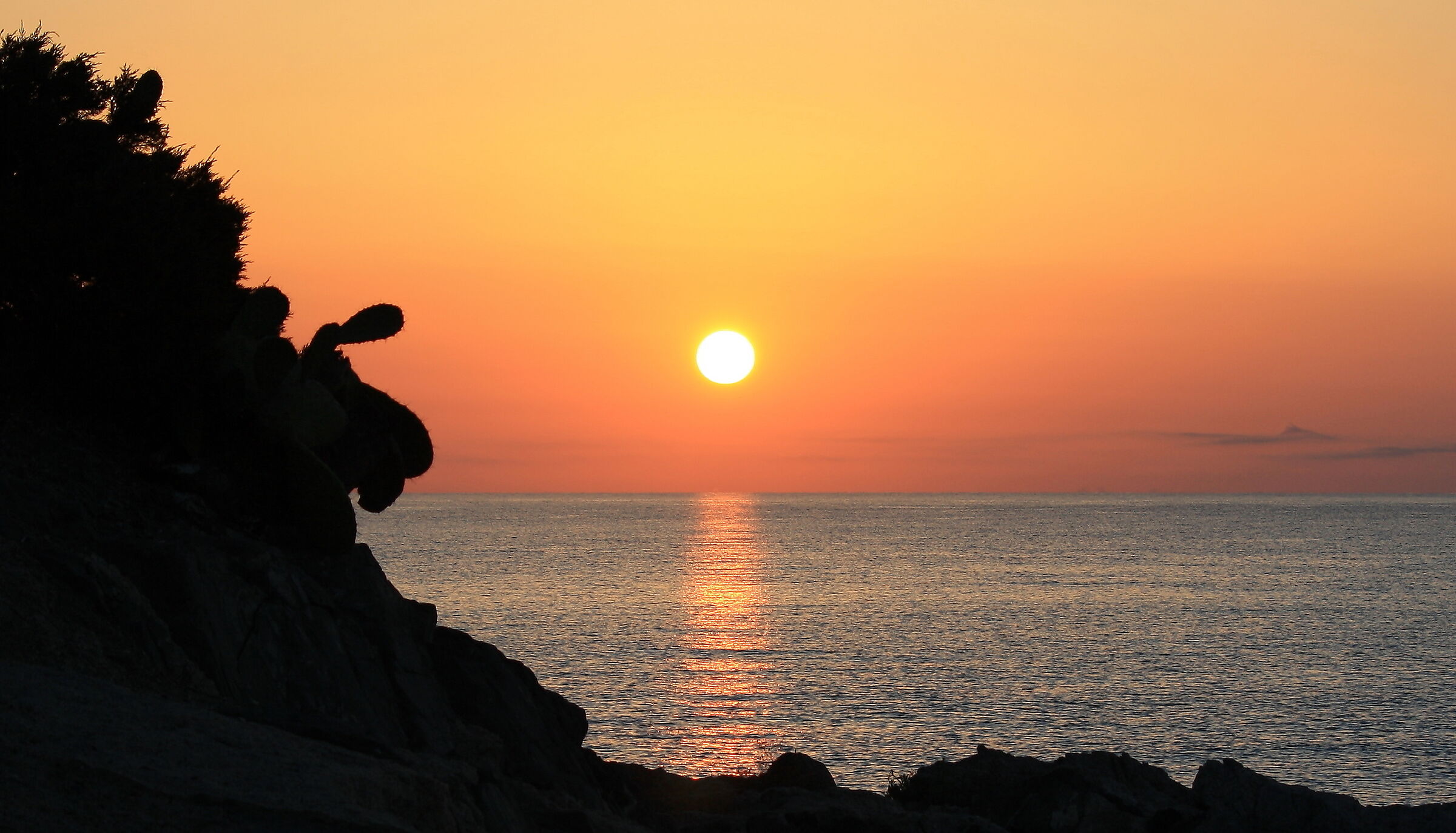 Sunrise + Figs of India + Sardinia