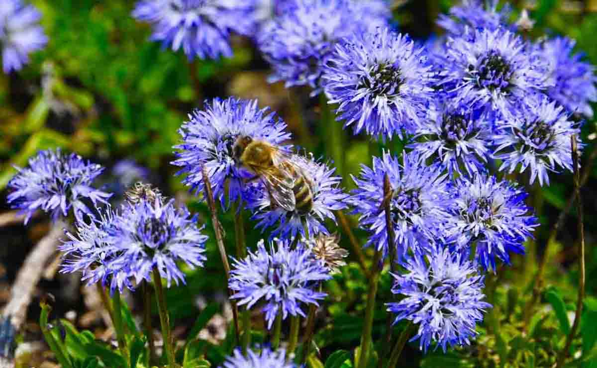 a bee among the..... widows