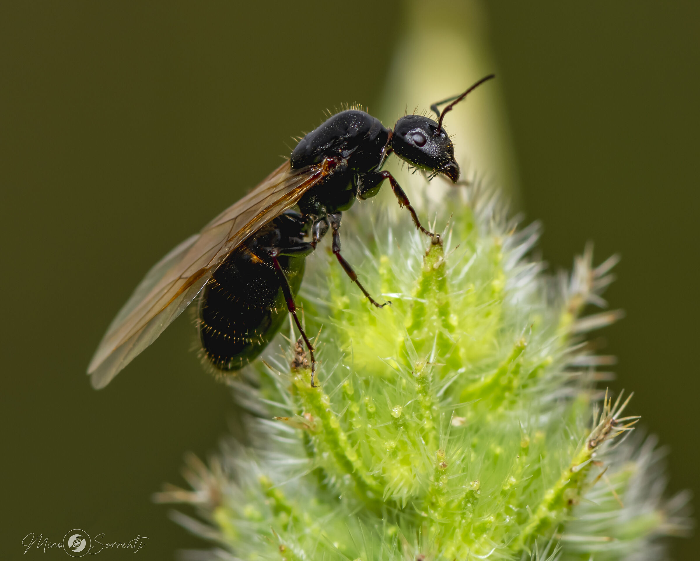 Camponotus japonicus, più' nota con il nome comun...