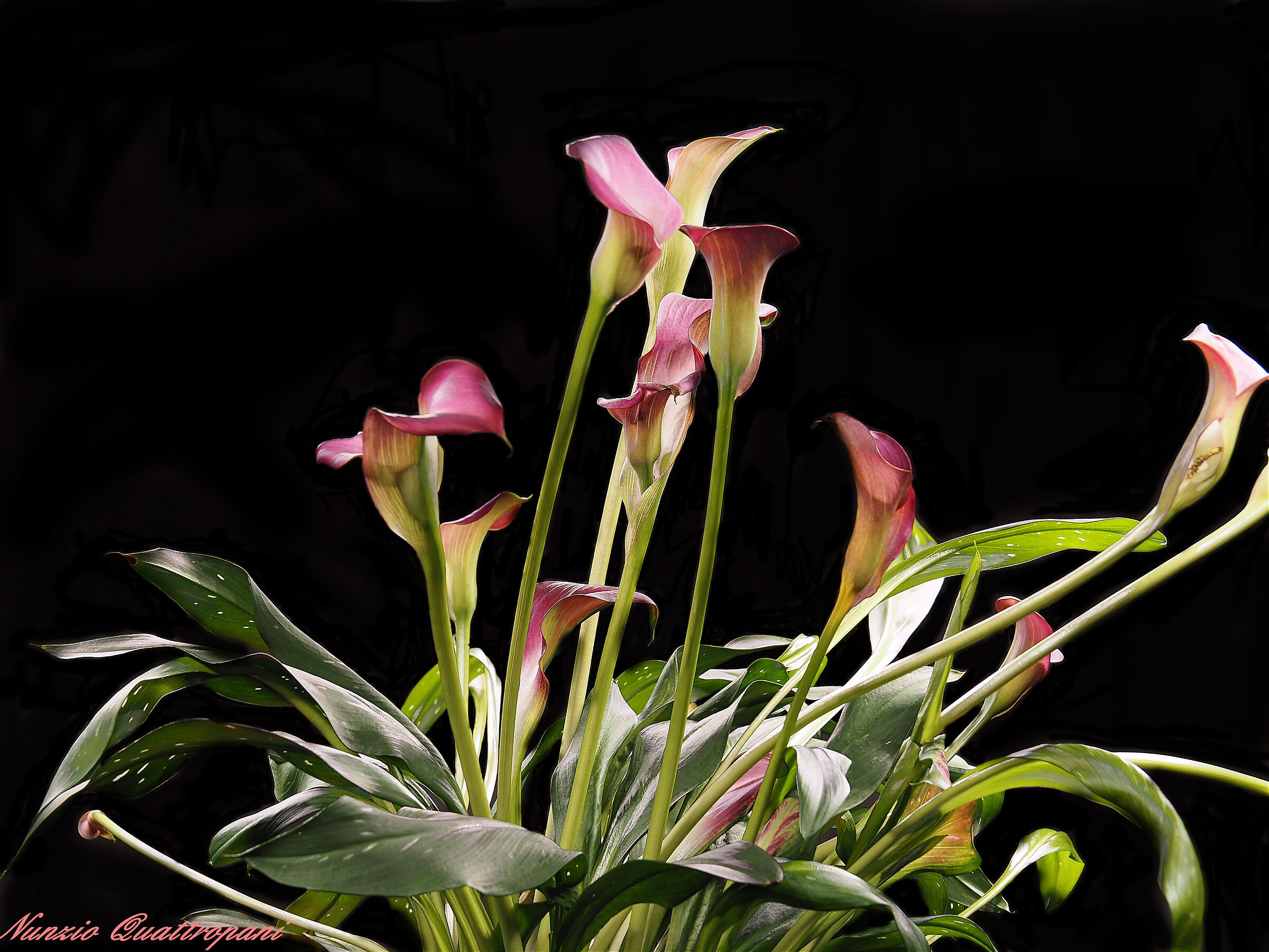 Calle in live composit