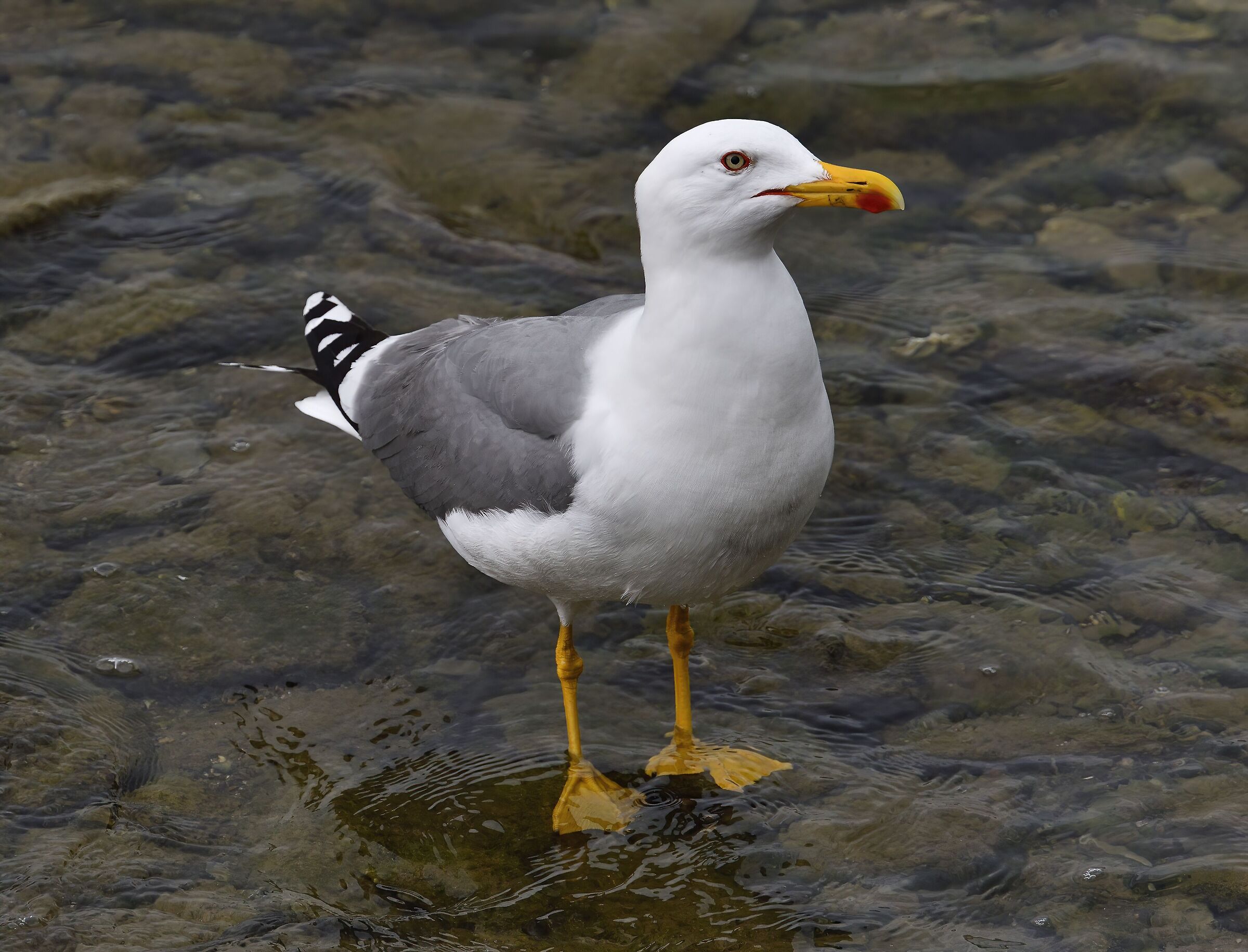 Sempre lui al mare...