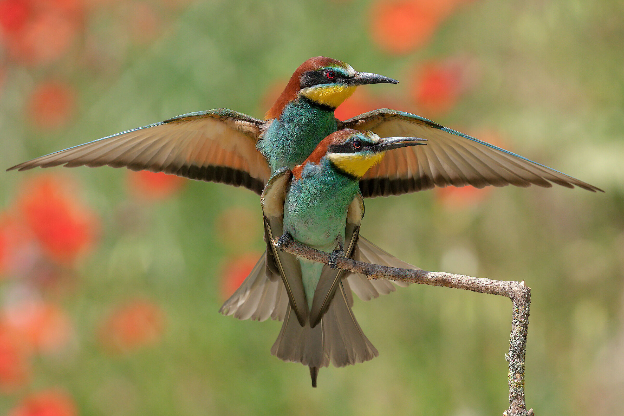 Gruccioni in love...