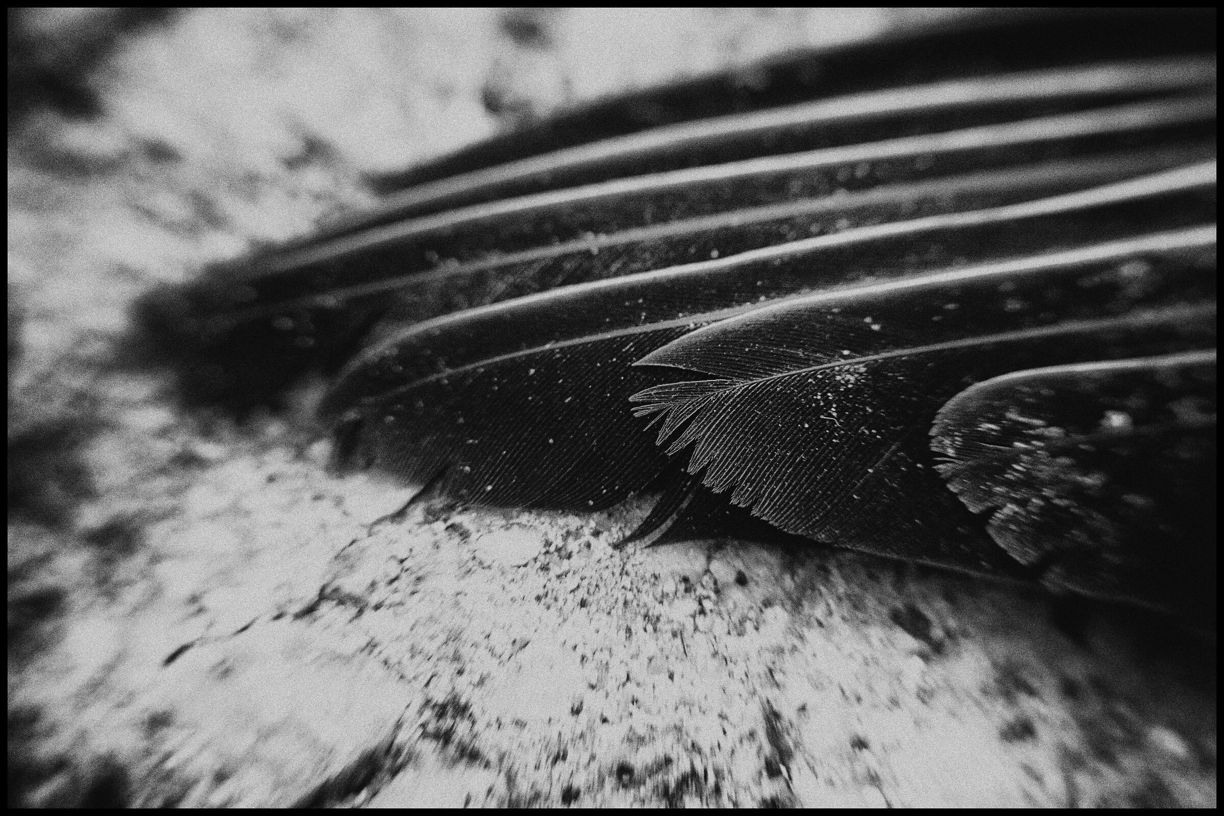 III