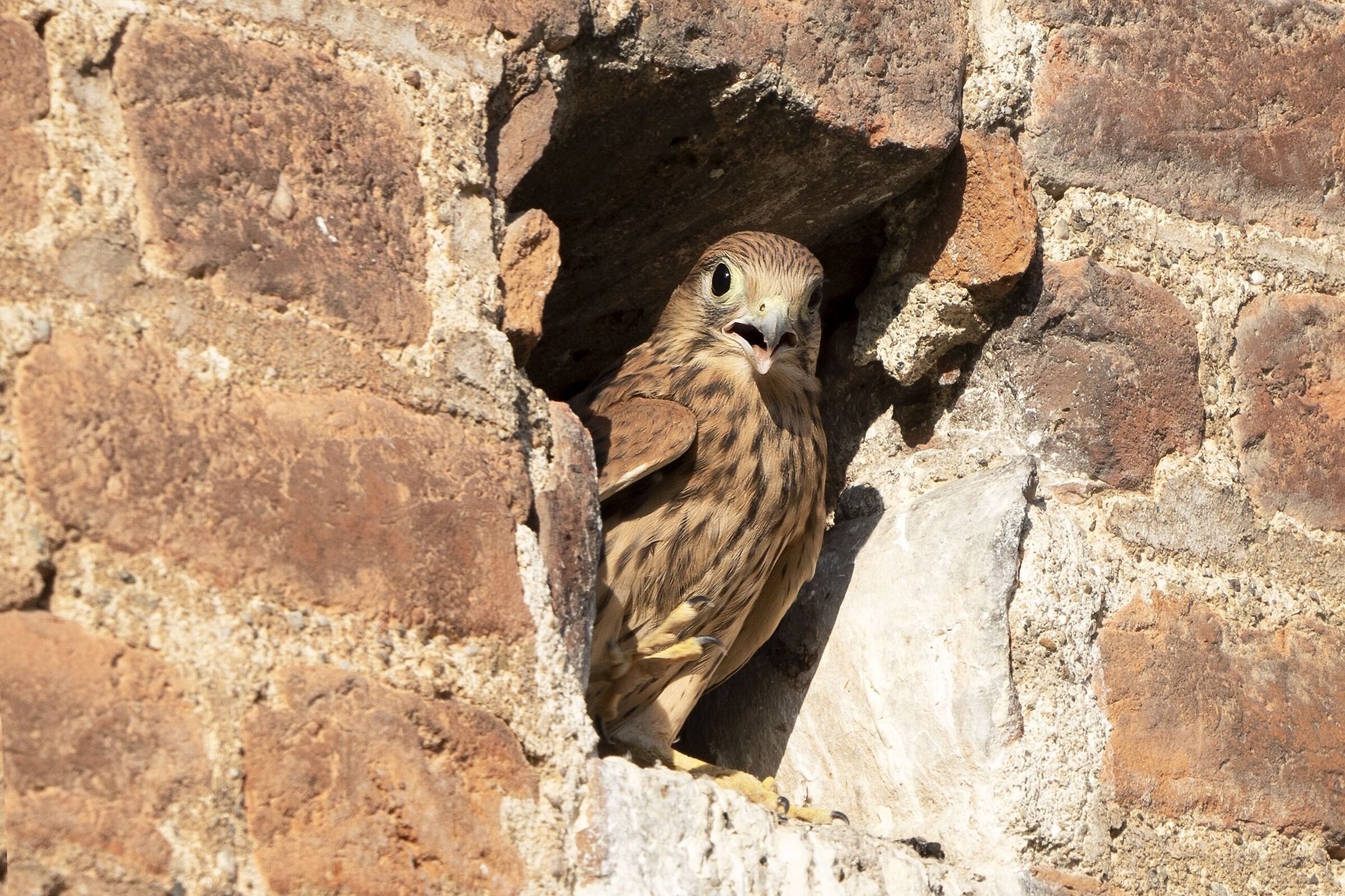 Pullo of Cheetah in his nest.