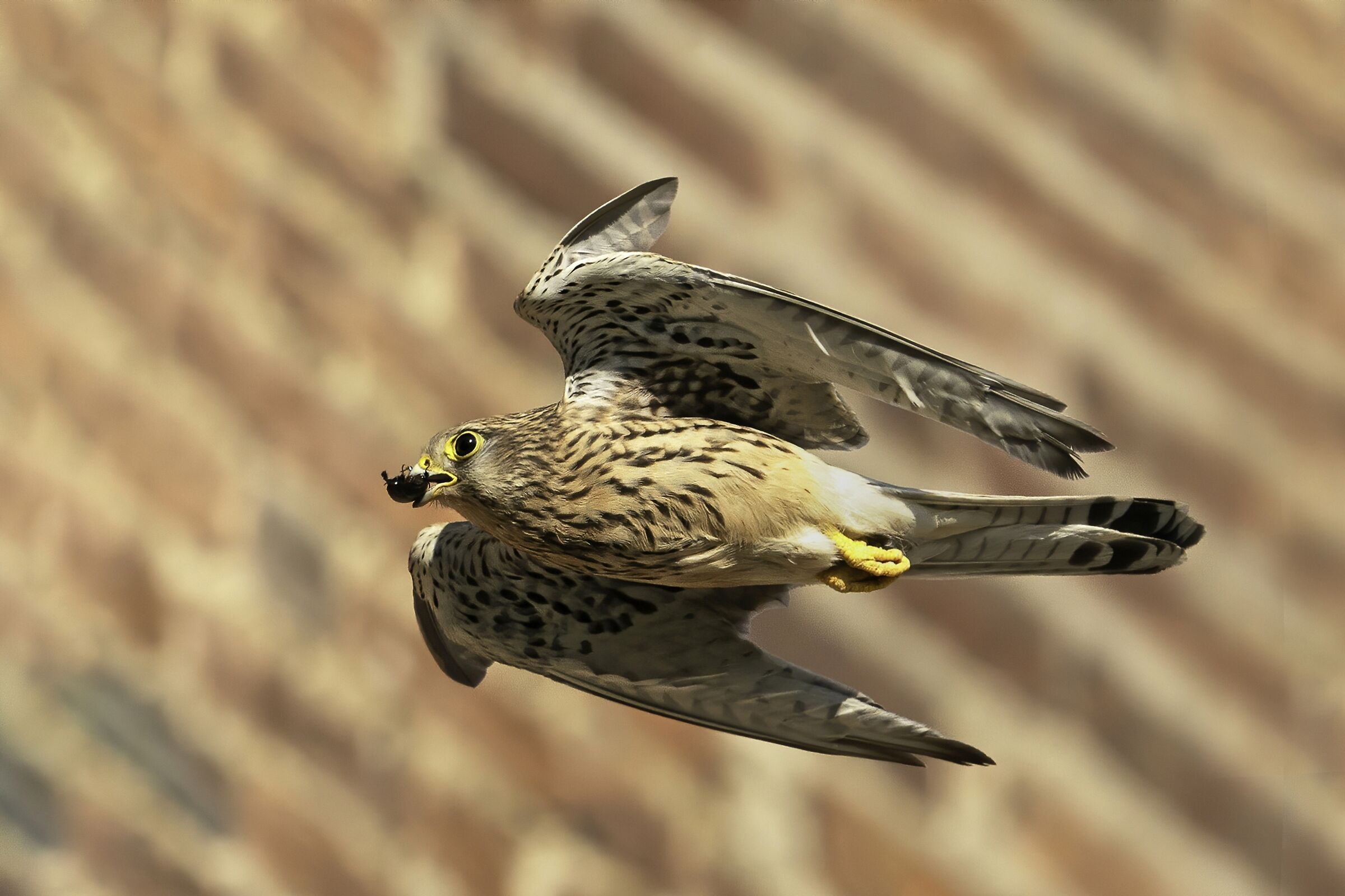 Mom, Cheetah brings gruel!