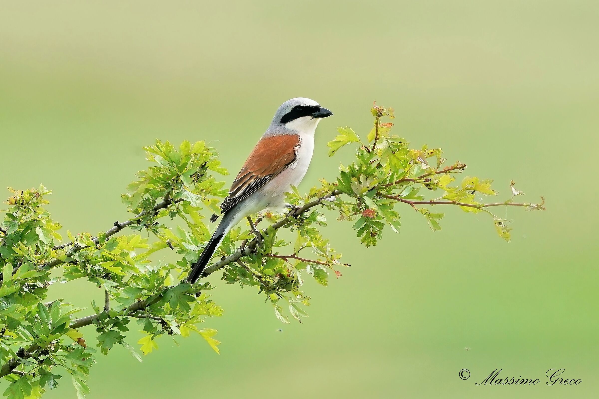 Having Her Small (Lanius collurio)