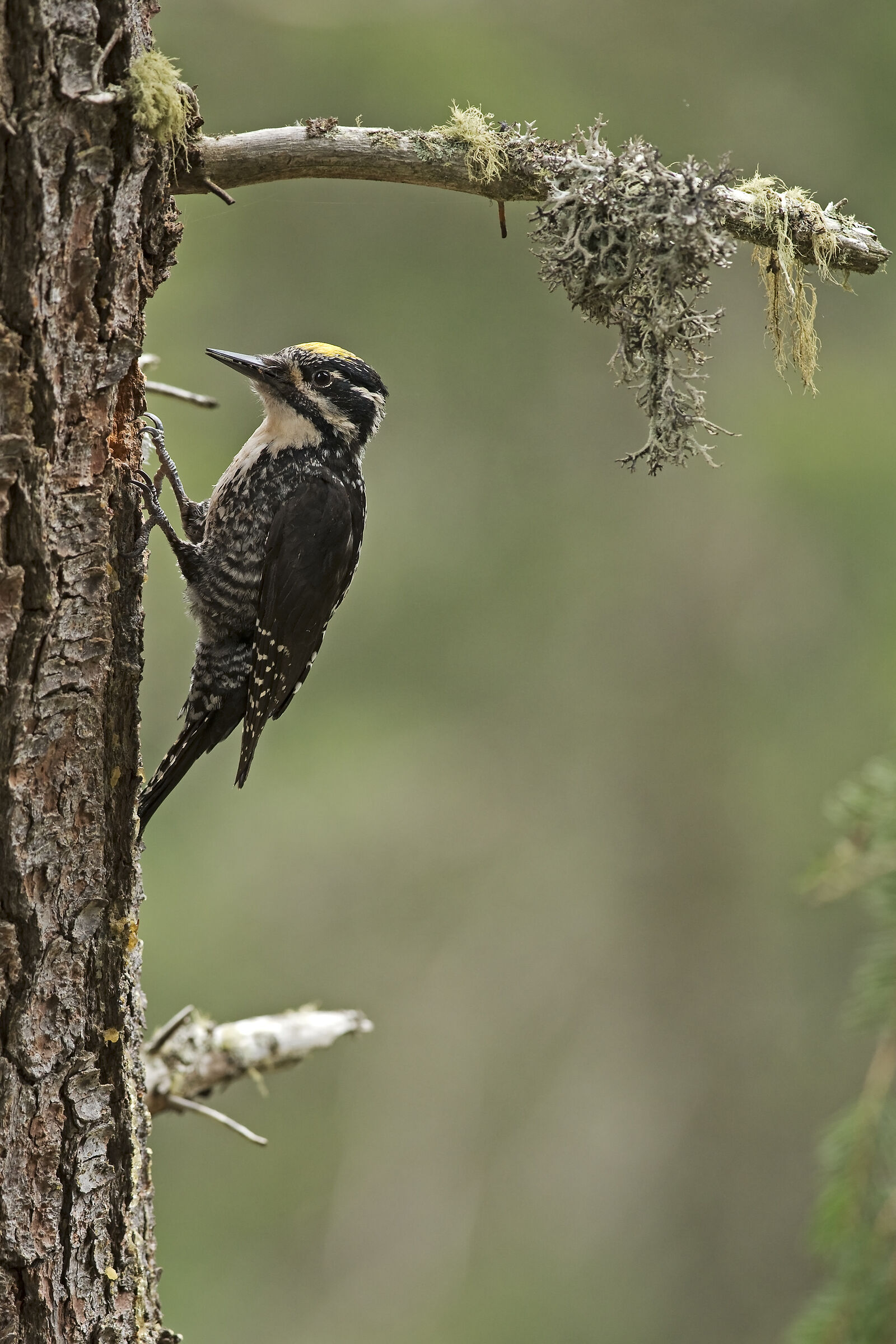 Picchio tridattilo maschio