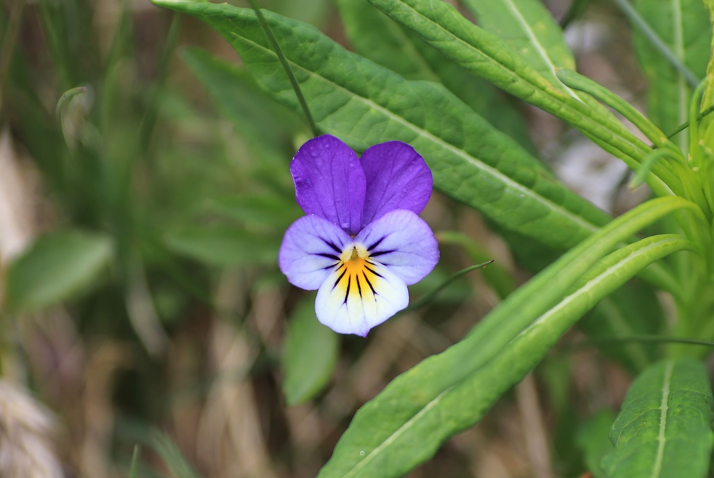 Viola tricolor - fio&lstrok;ek trójbarwny