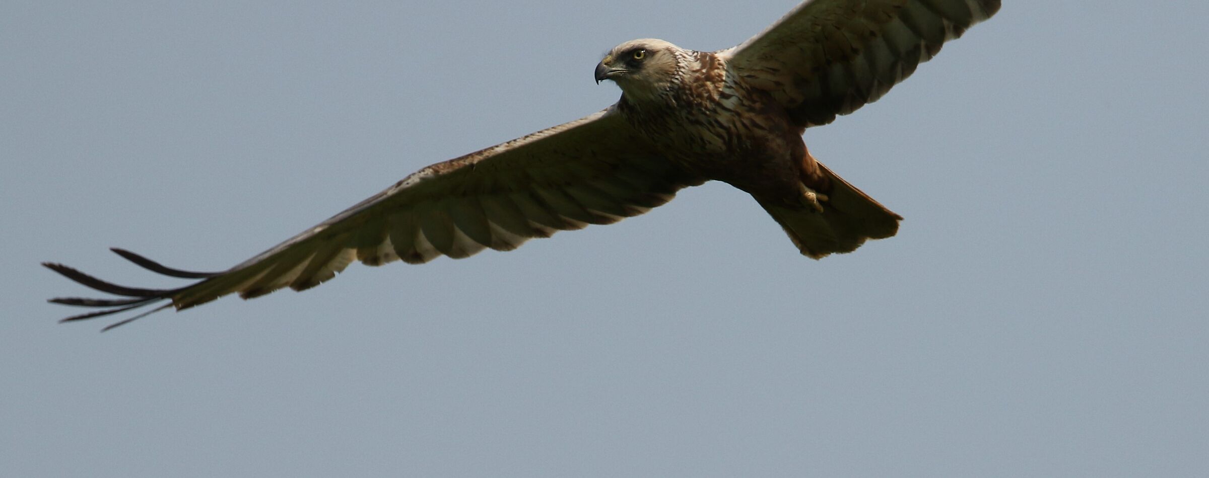 Male Swamp Falcon - Spino d'Adda