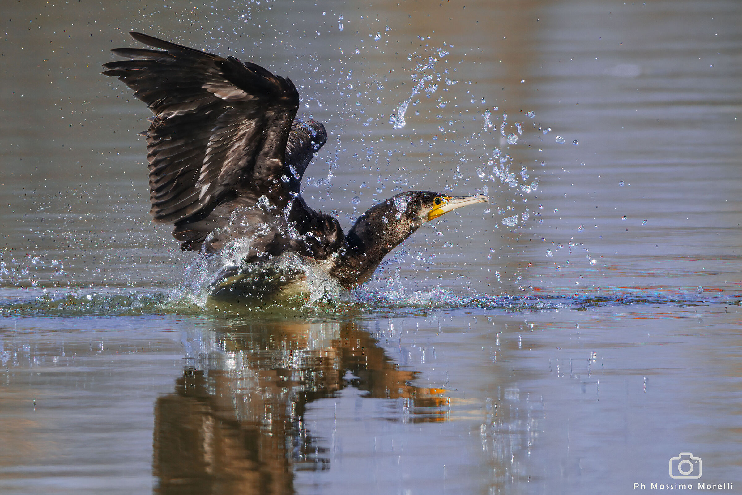 cormorant