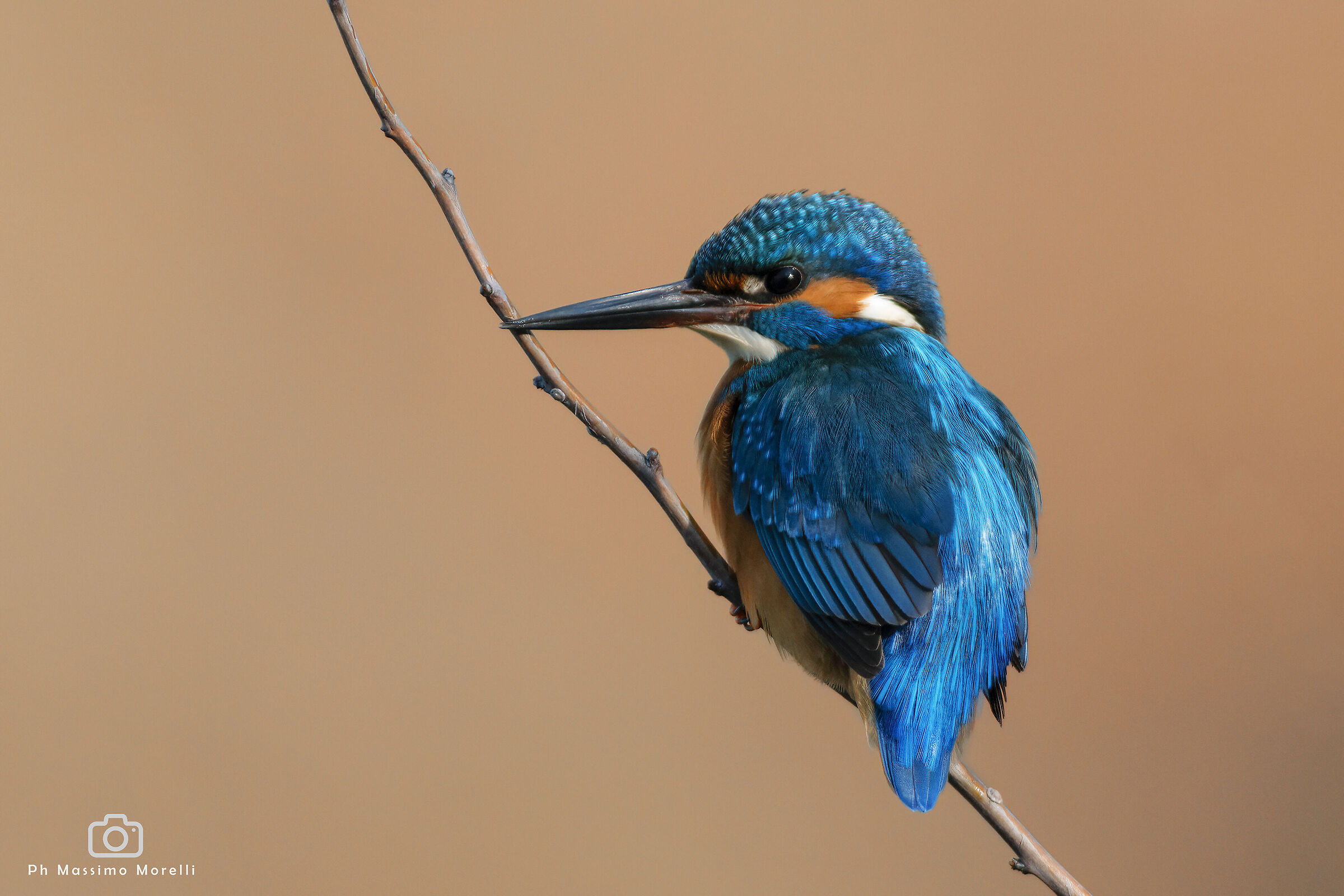 kingfisher