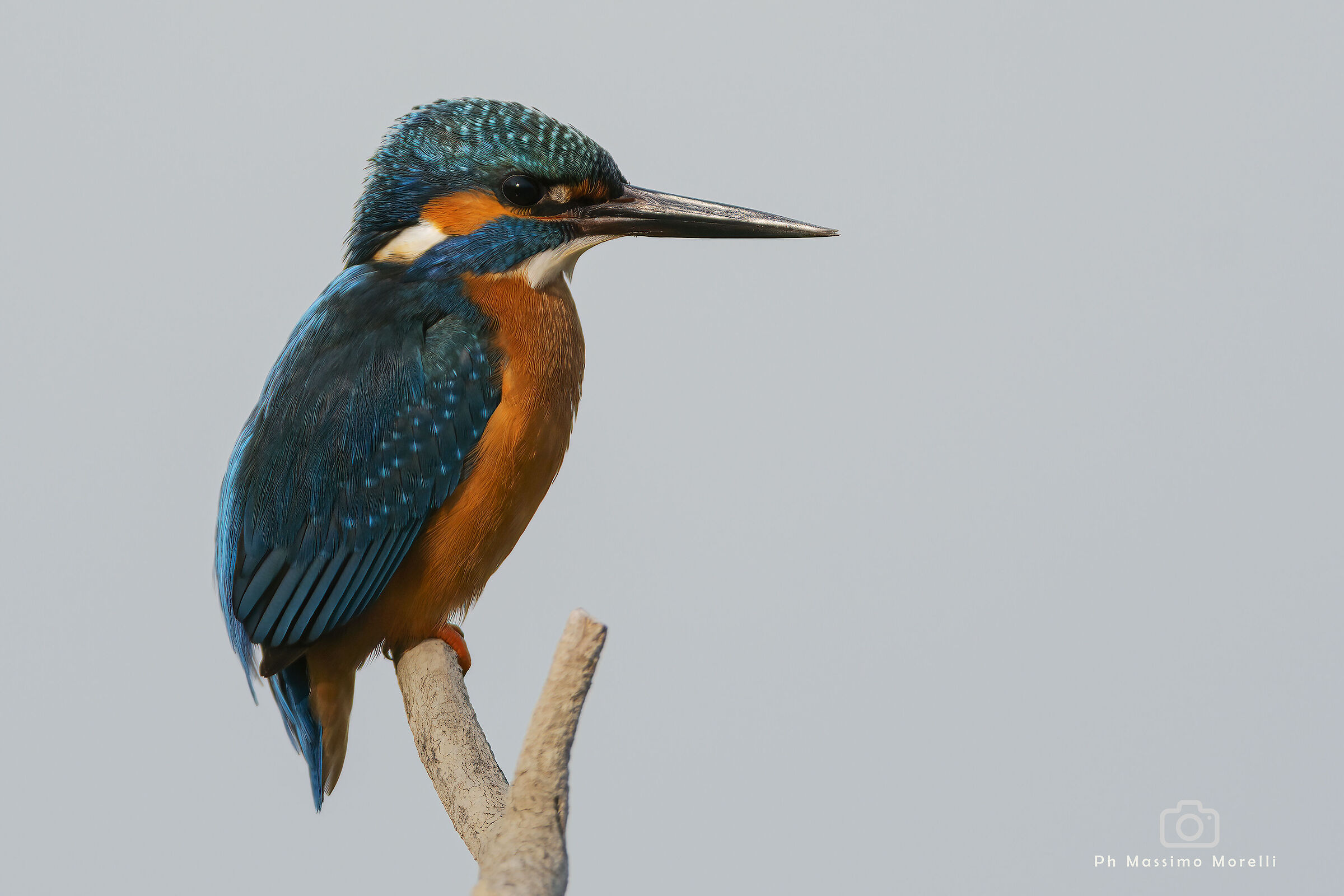 kingfisher