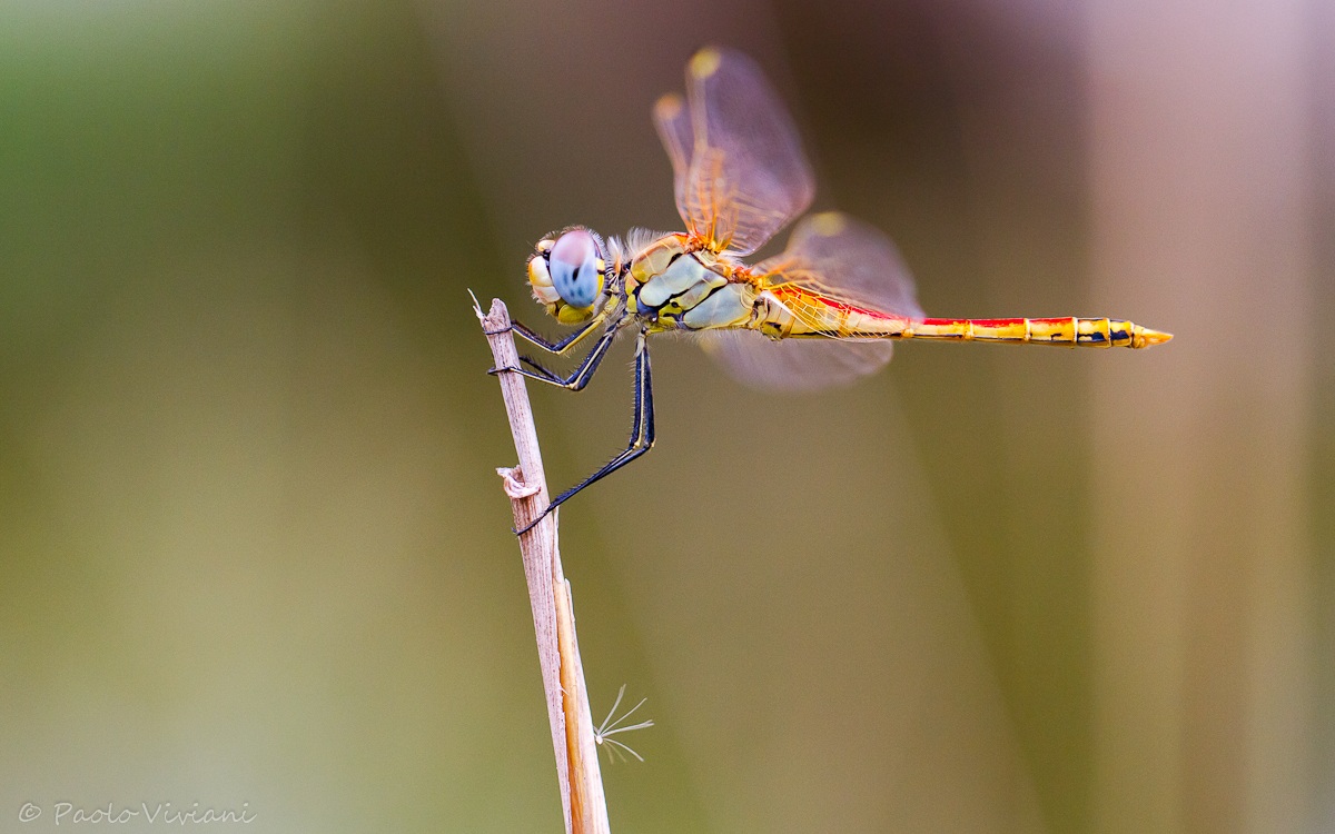 Dragonfly yellow-red