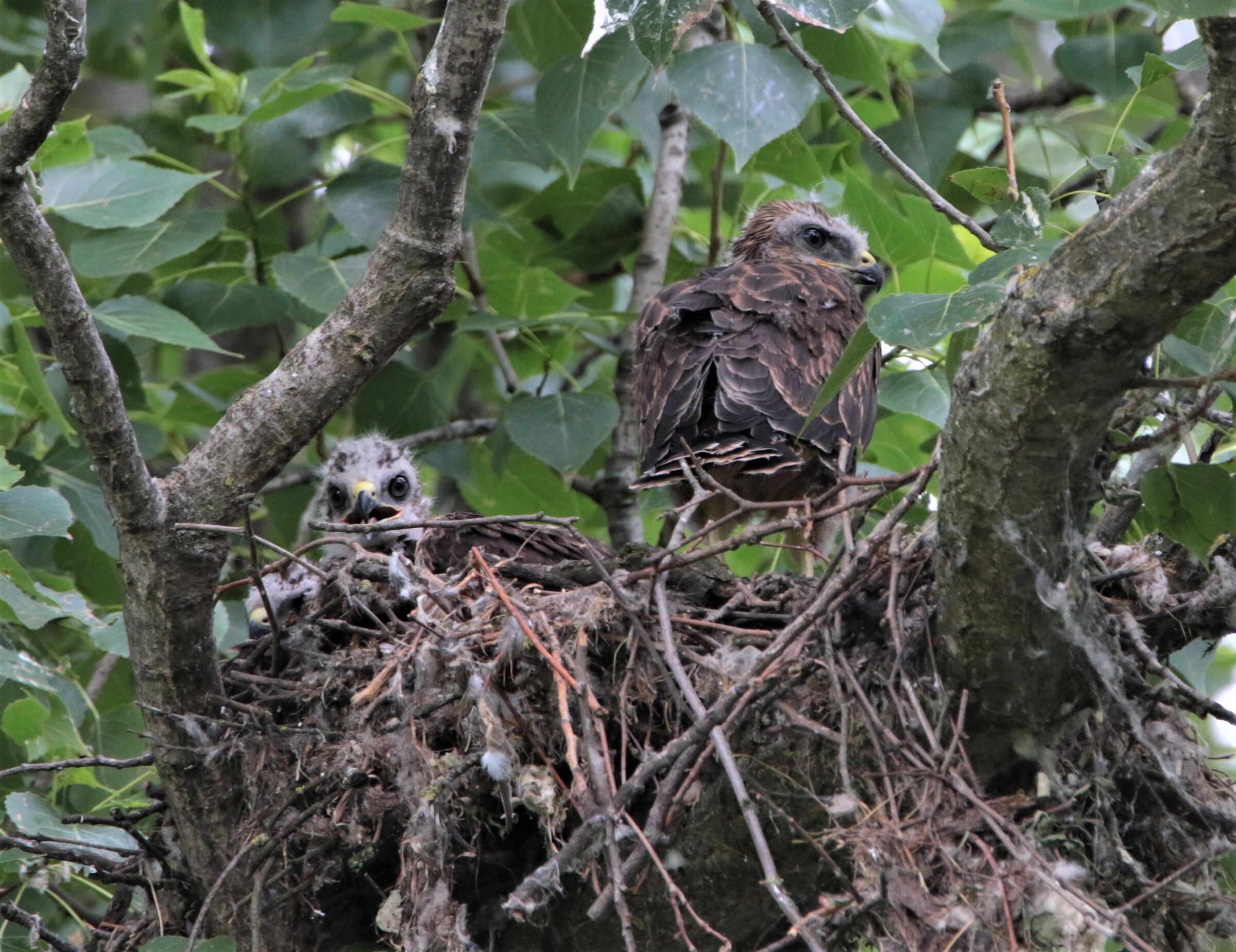 i pulli (poiana)crescono!! in fretta