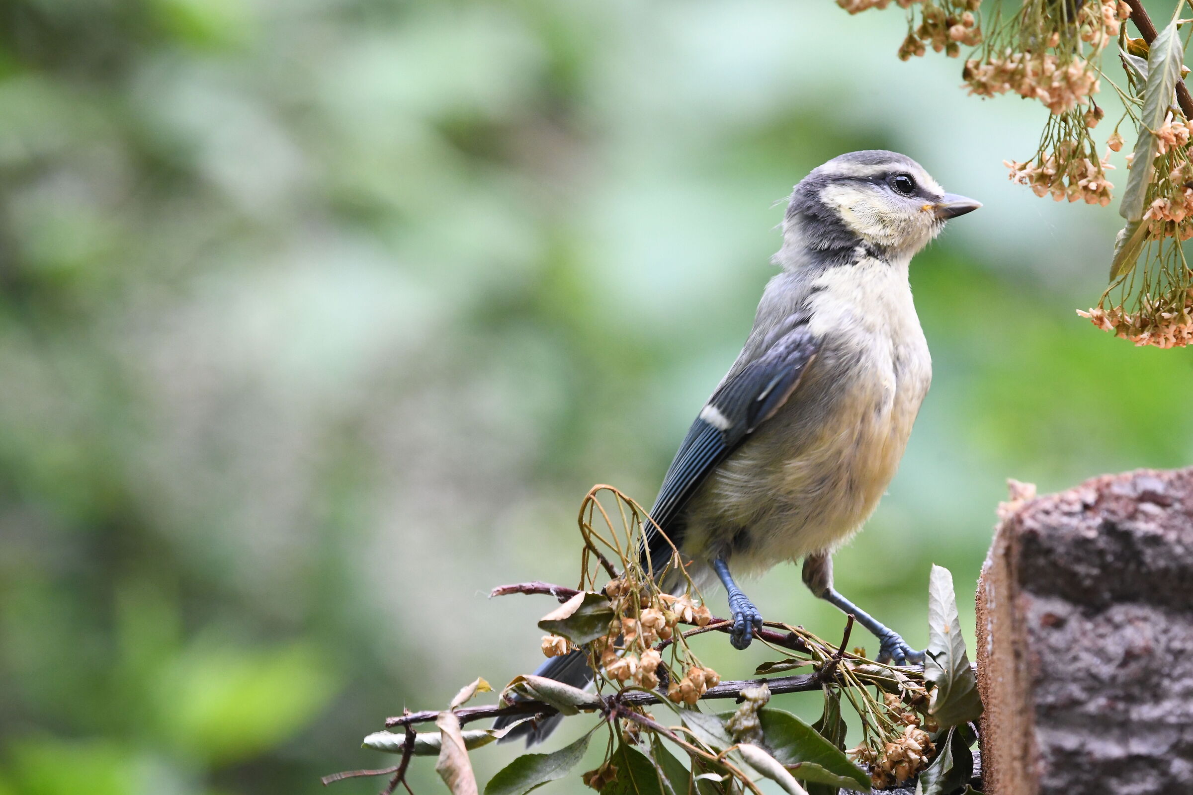 Primi voli (Parus caeruleus appena fuori nido)