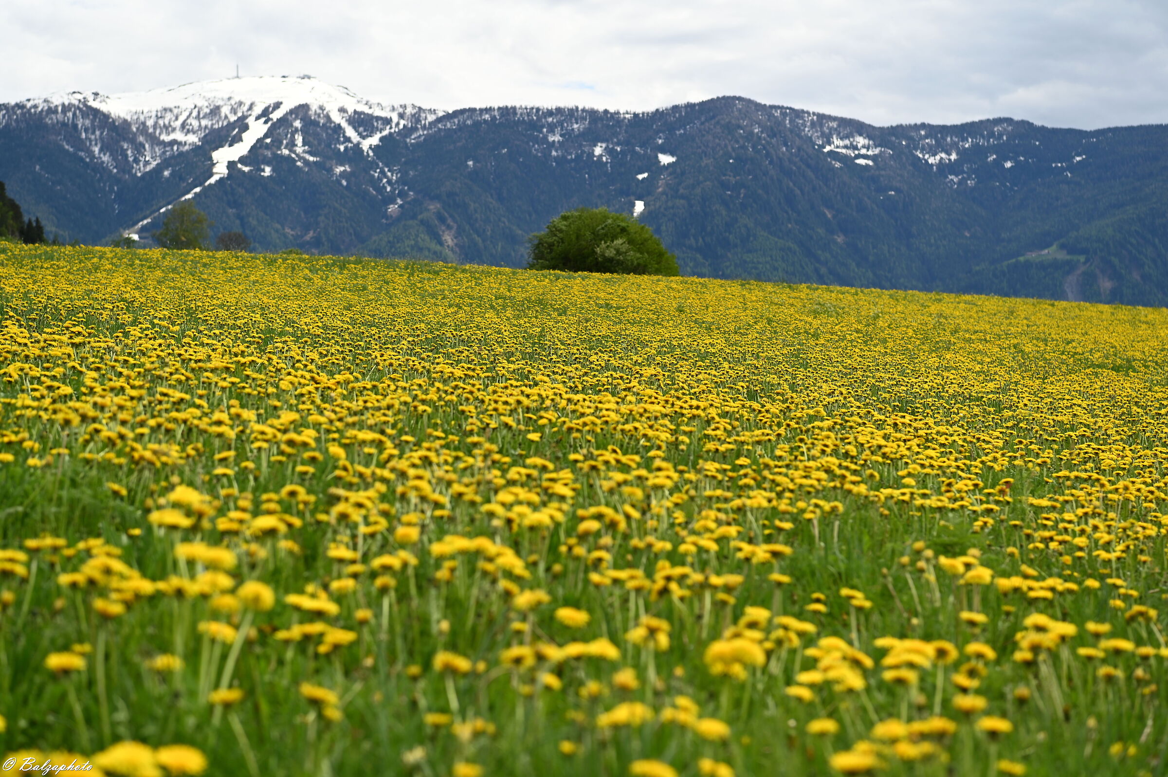 L`Alto Adige é in zona gialla e il bianco è lo...
