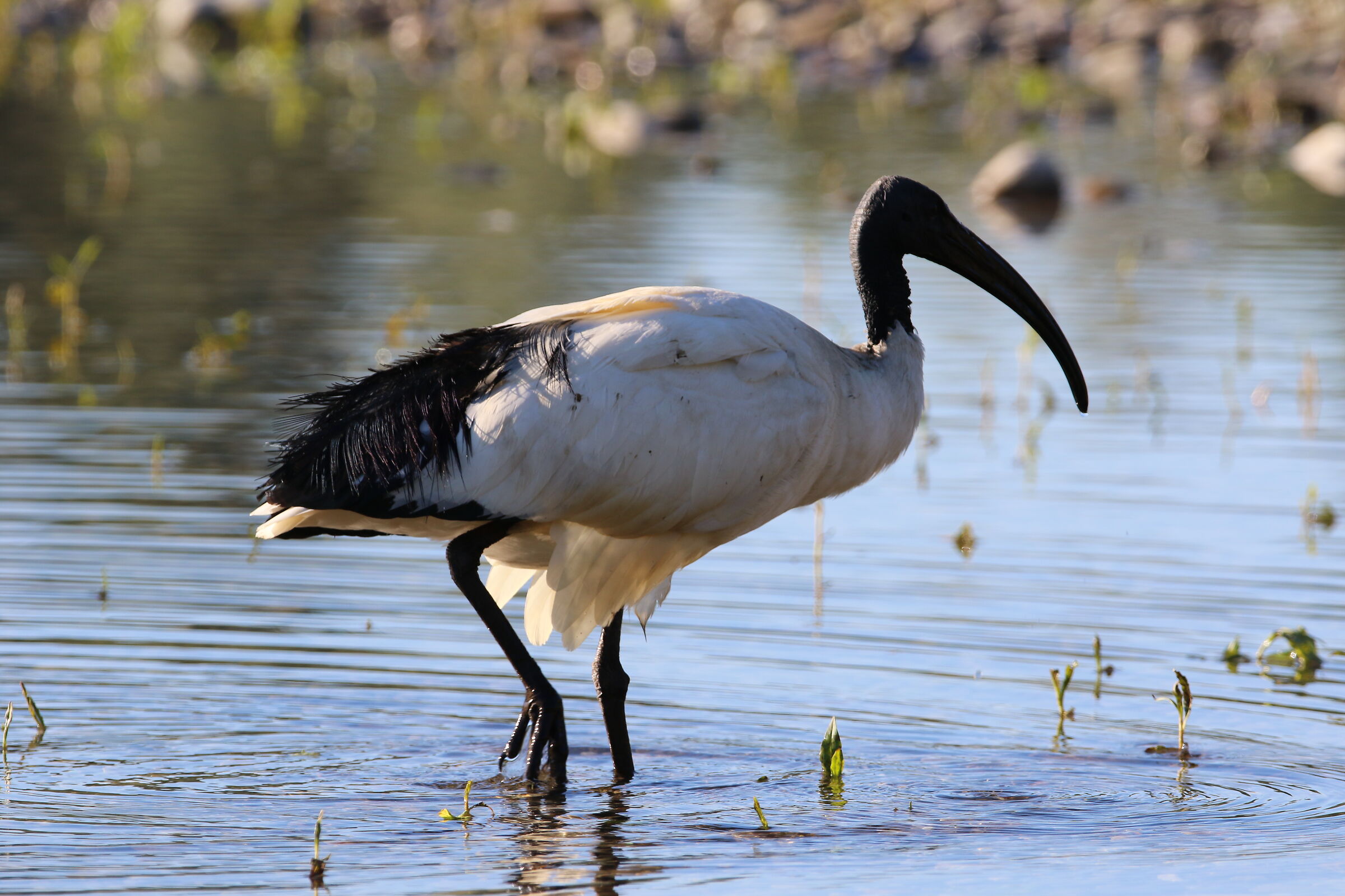 Sacred Ibis - Bisnate