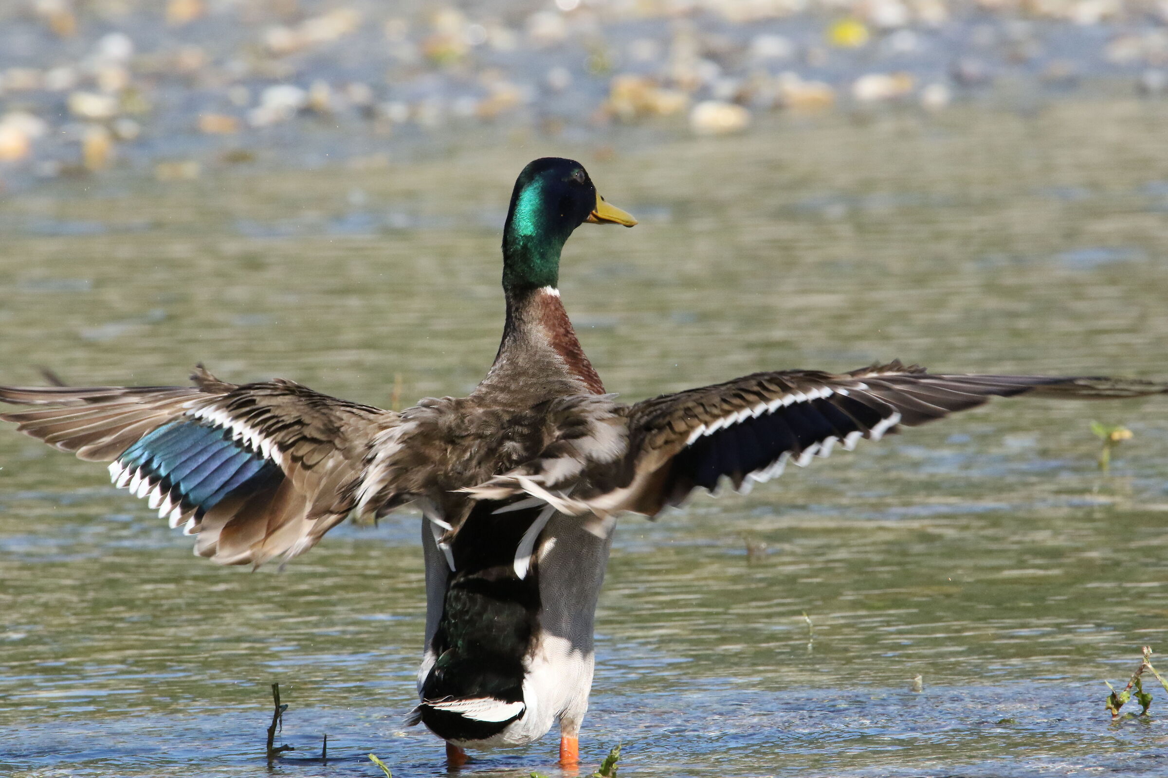 Mallard - Spino d'Adda