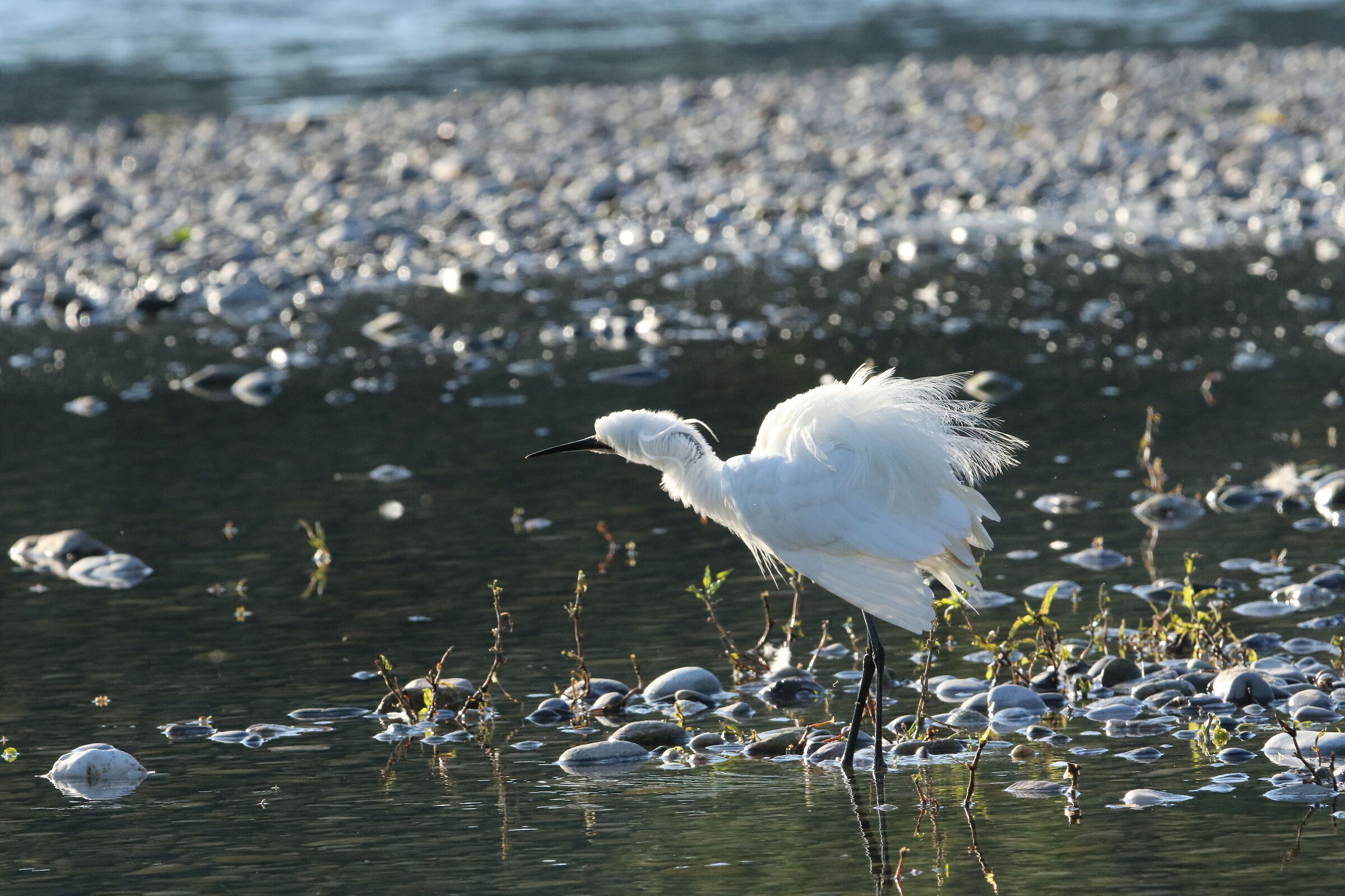 Egret - Spino d'Adda