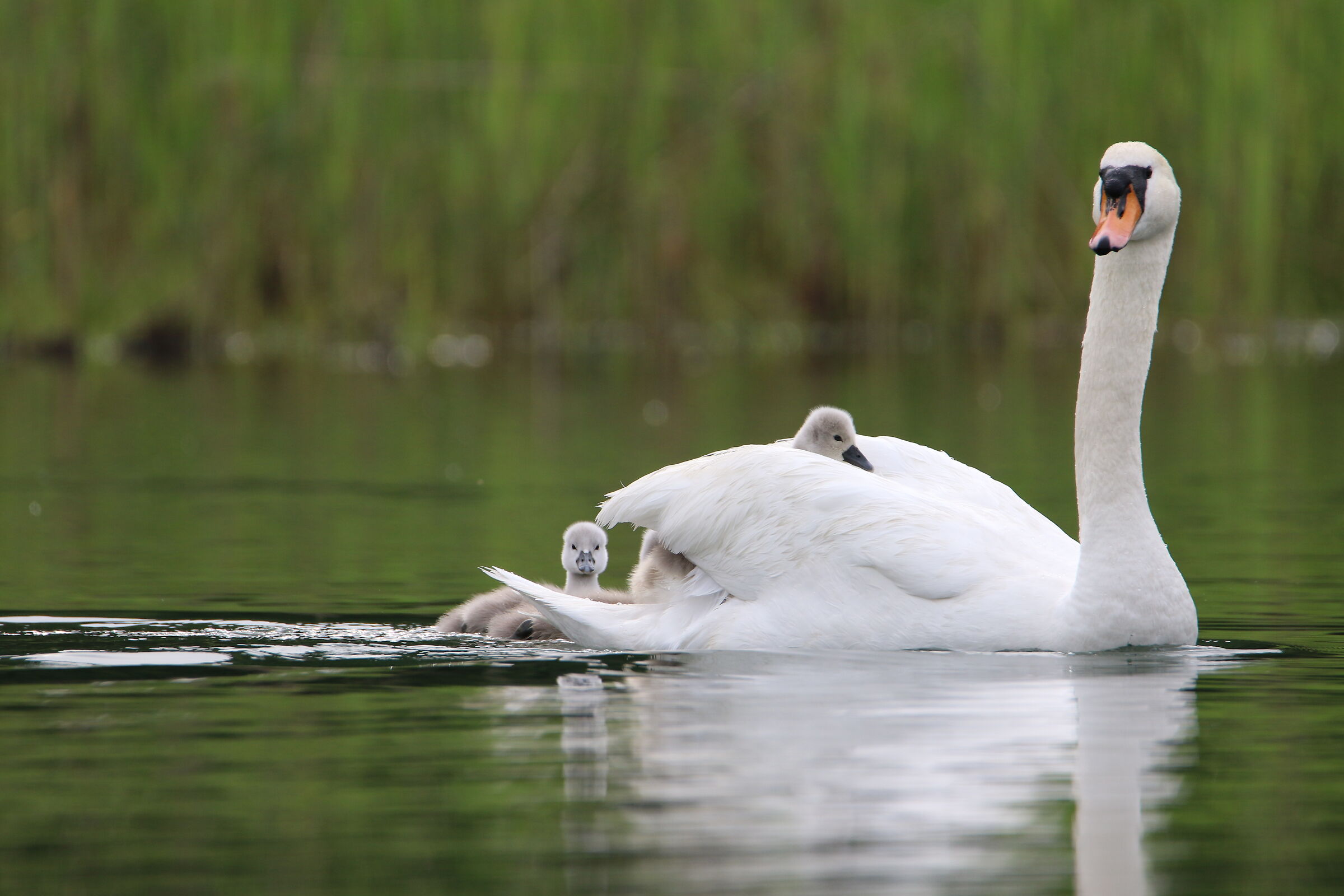 Swan with pulli - Oasis of the alberone