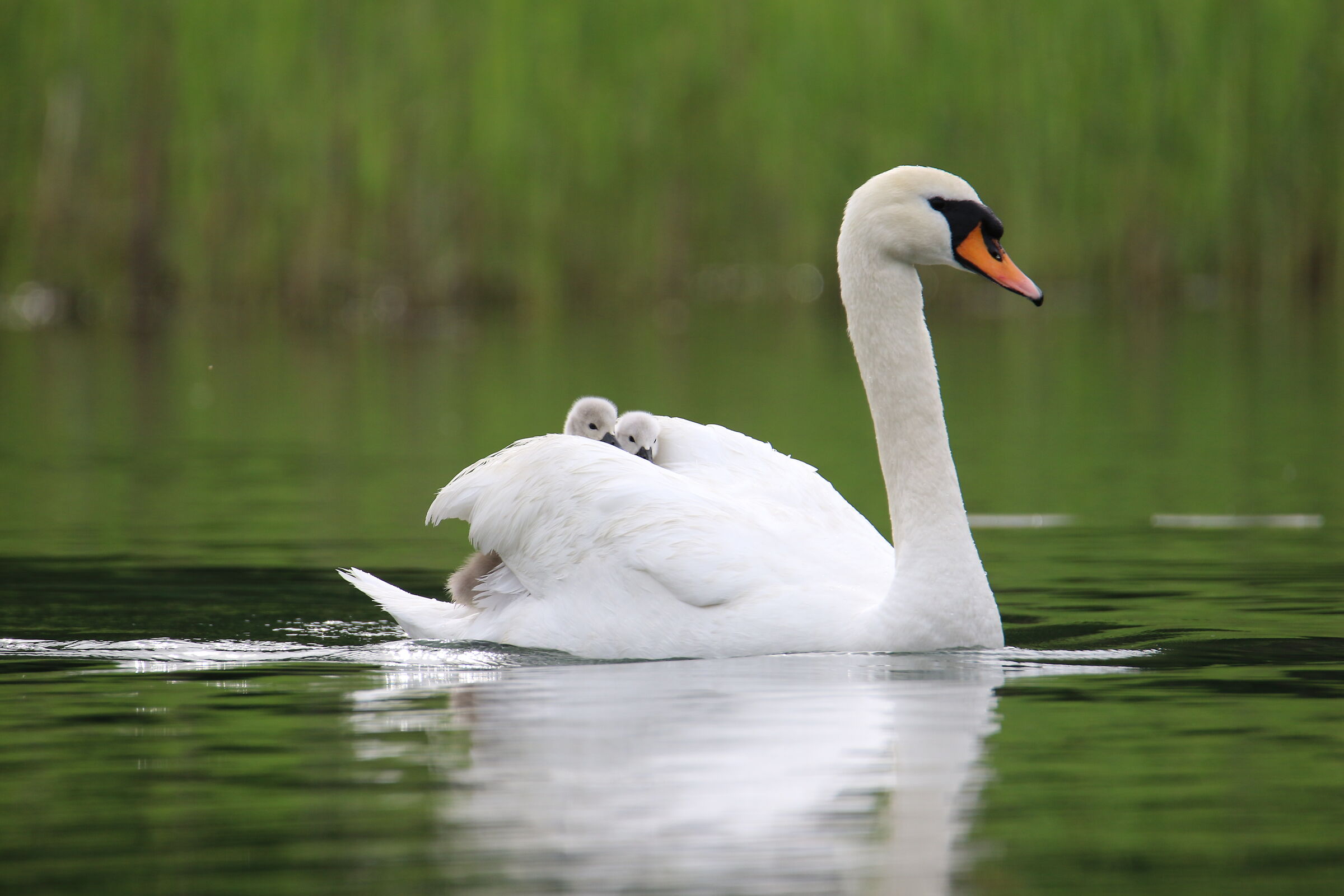 Swan with pulli - Oasis of the alberone