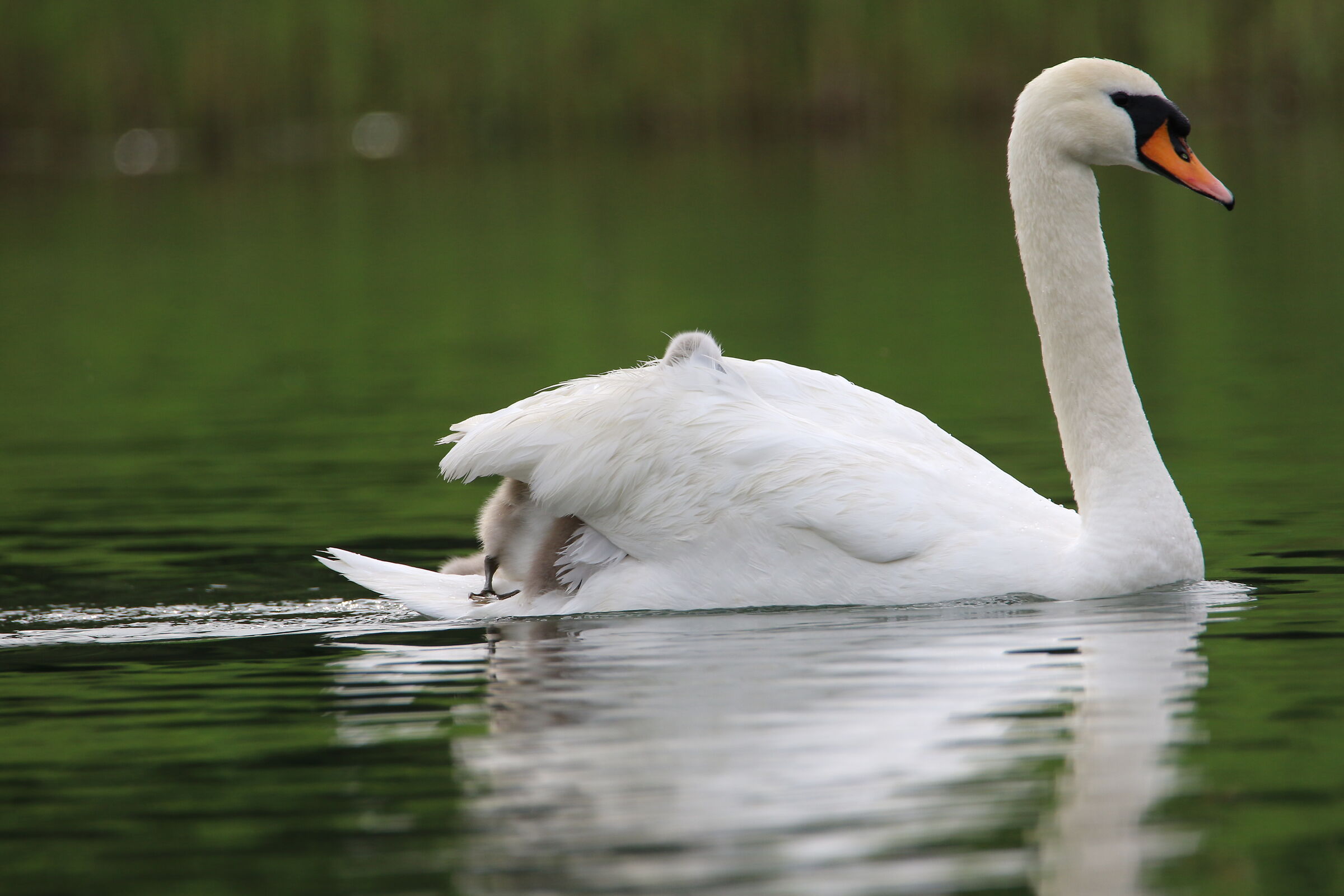 Swan with pulli - Oasis of the alberone