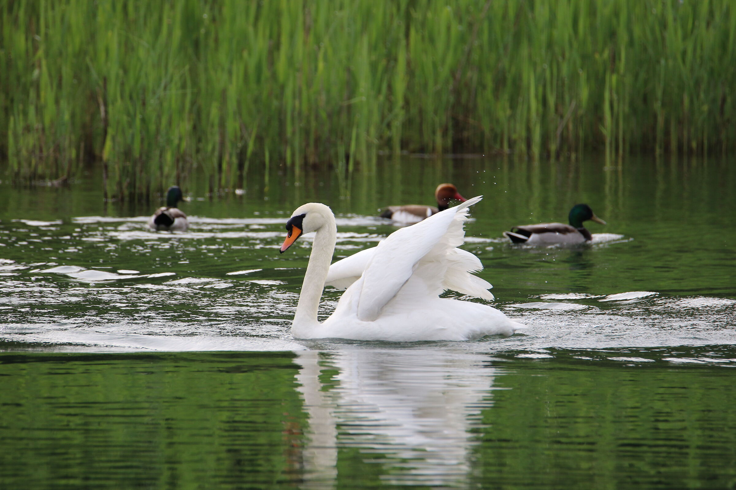 Swan - Oasis of the Alberone