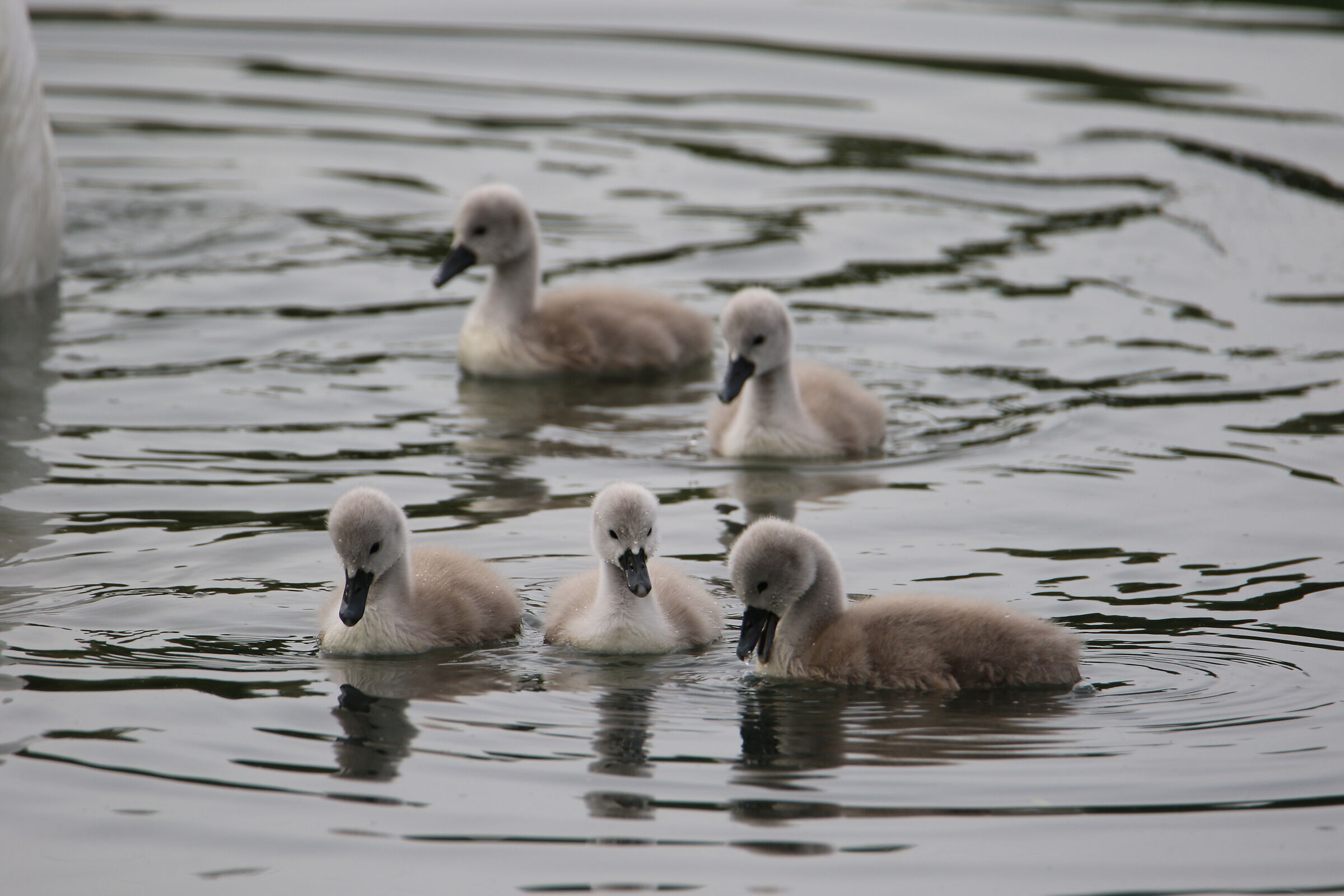 Swan pulli - Oasis of the alberone