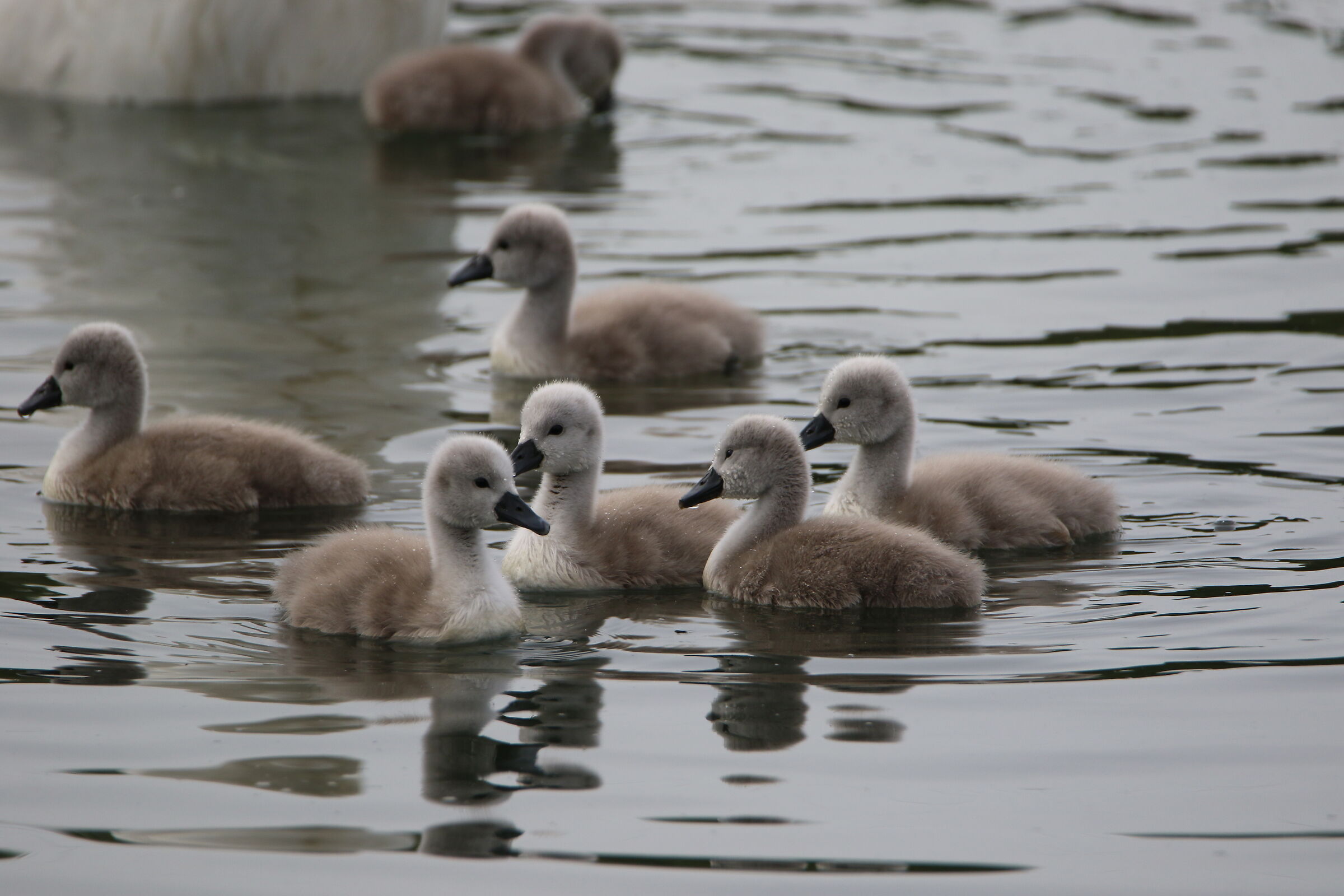 Pulli di Cigno - oasis of the alberone