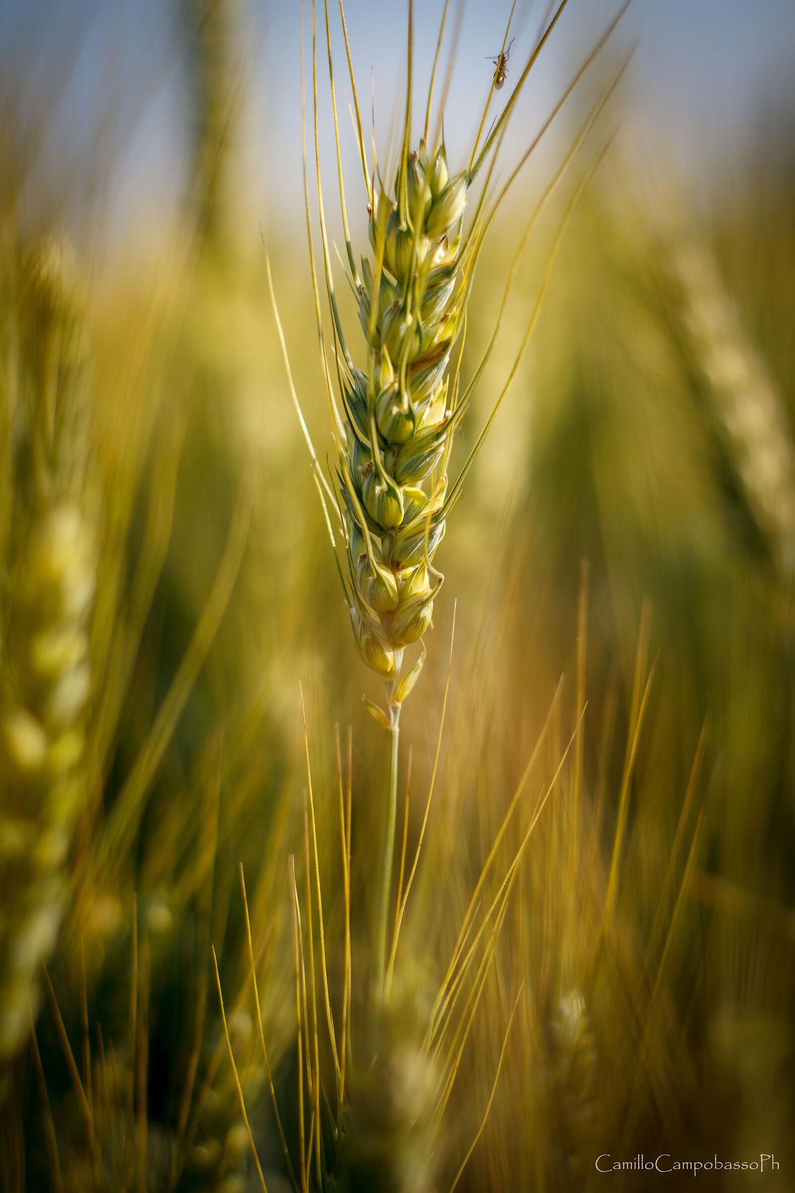 Grano