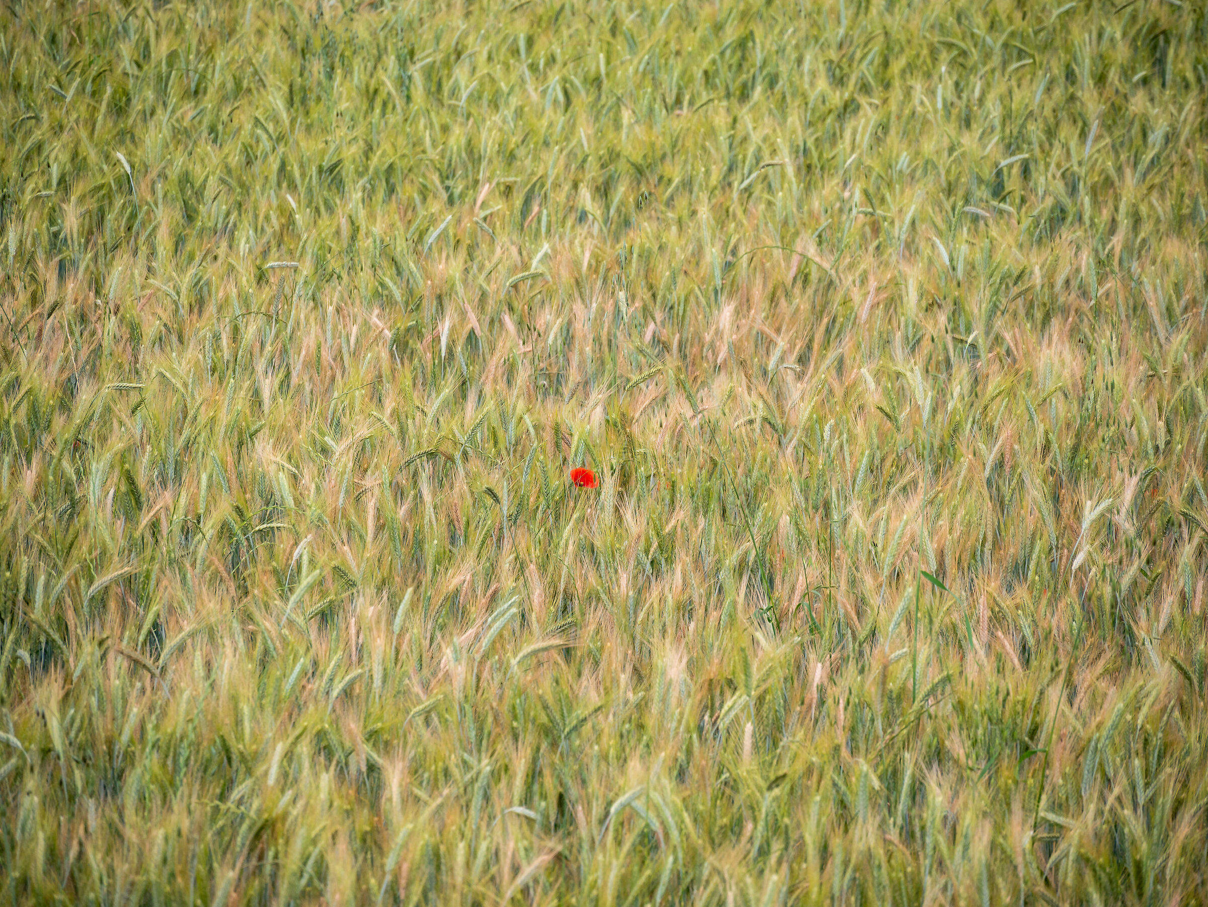 Solo in sololetto - Naviglio Pavese - Milan