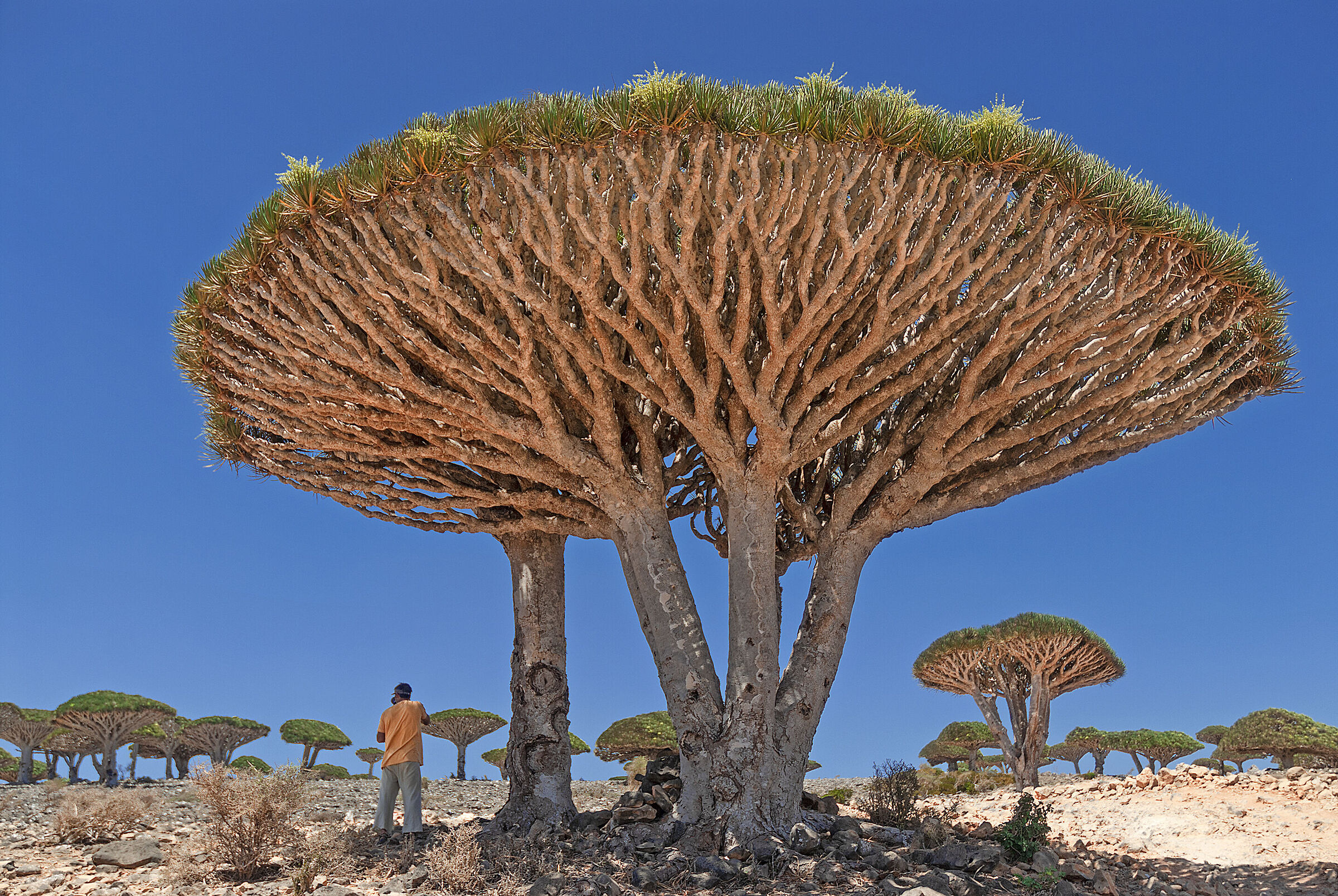 The Dragon Tree of Socotra (Dracaena cinnabari)