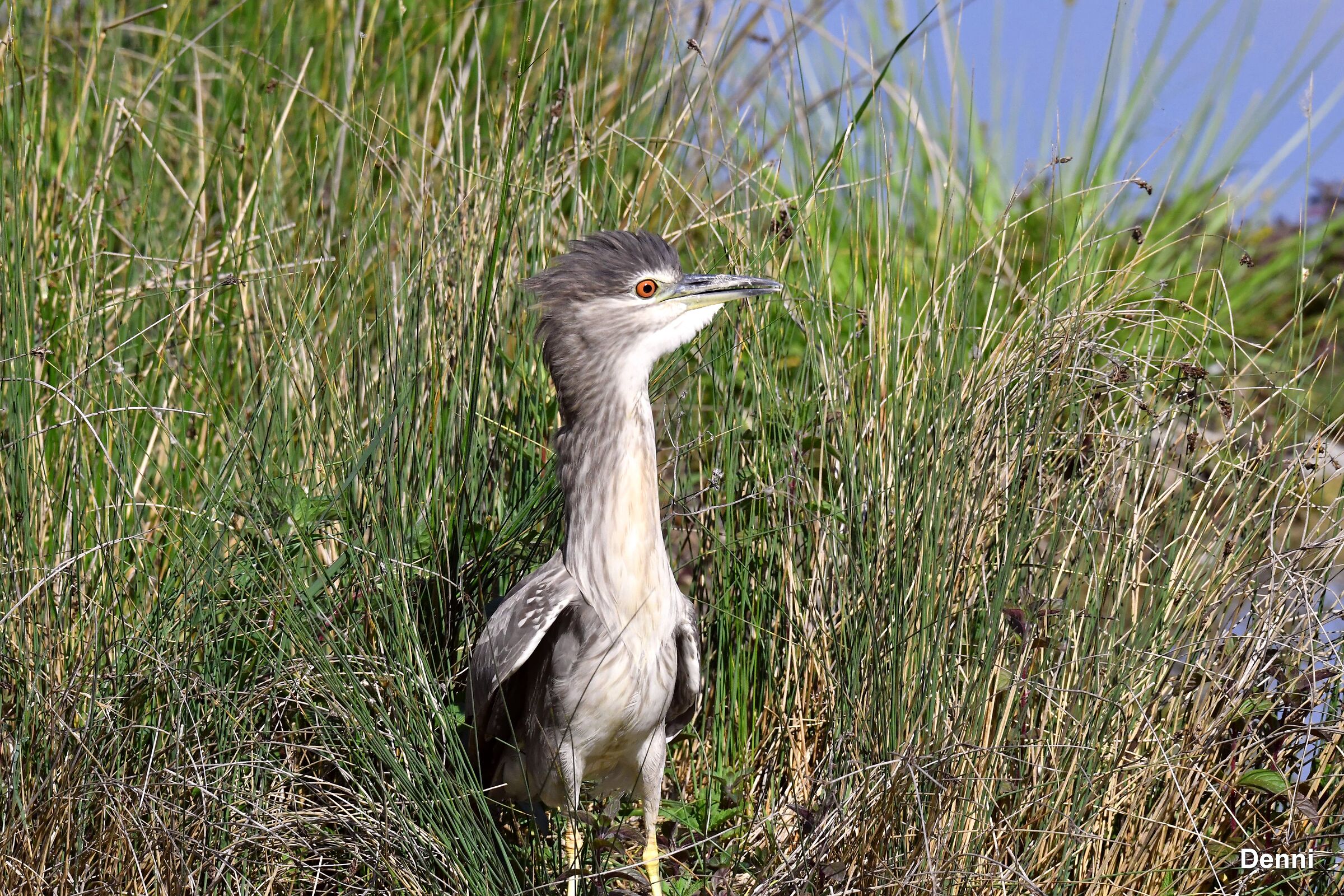 i wait for the rest of the band