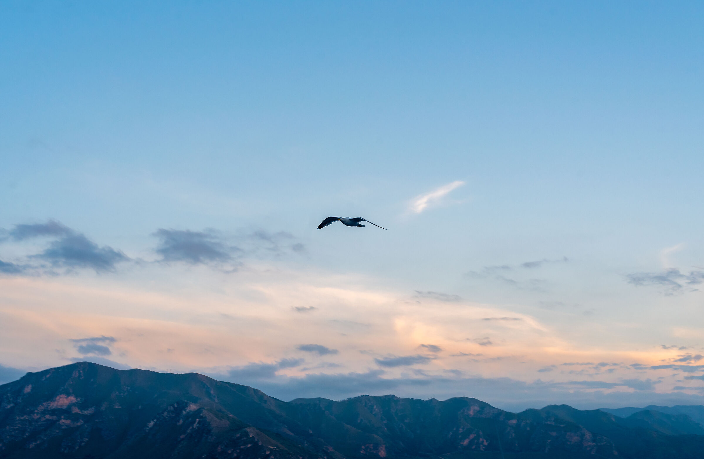 Gabbiano palermitano