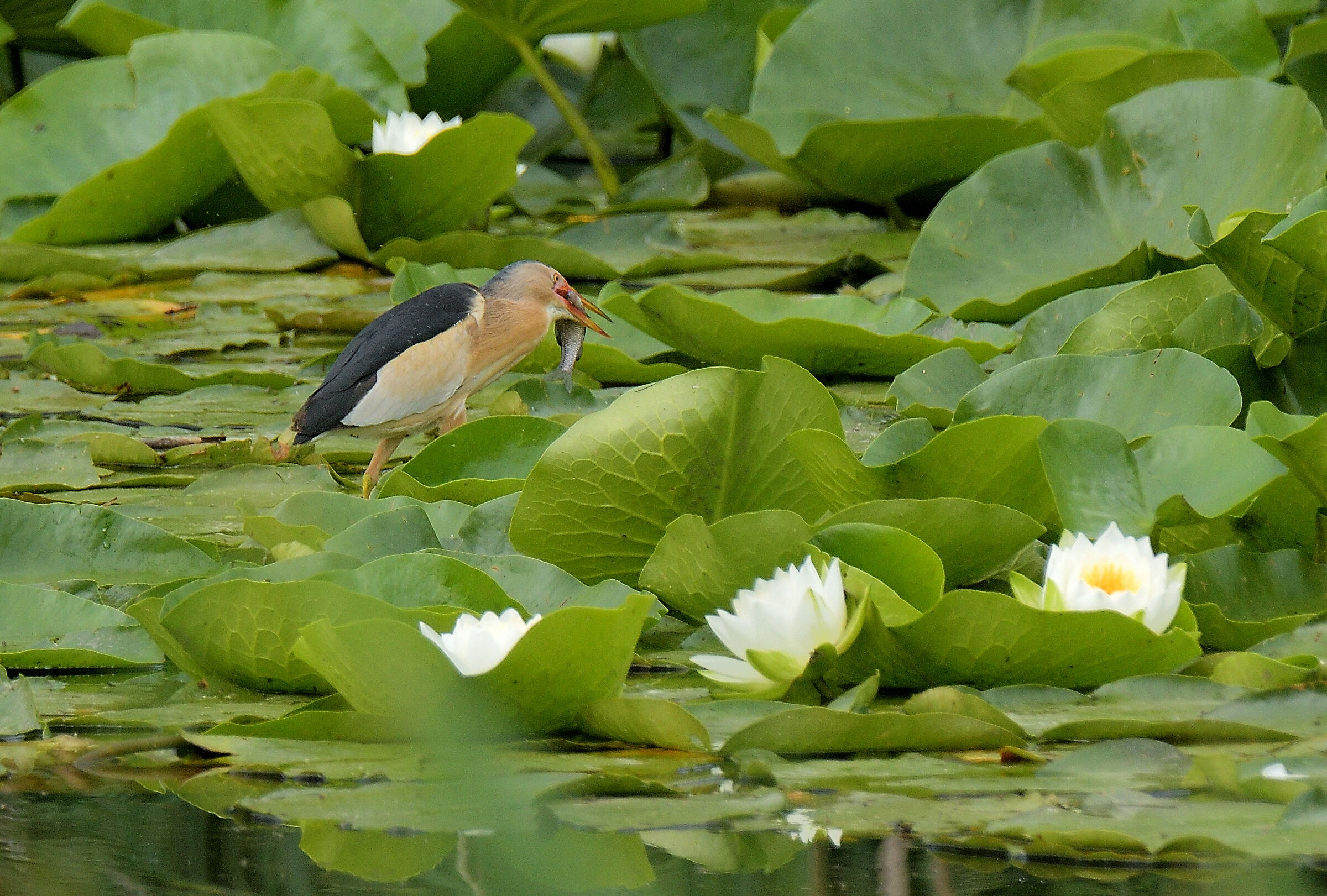 il pranzo del tarabusino maschio