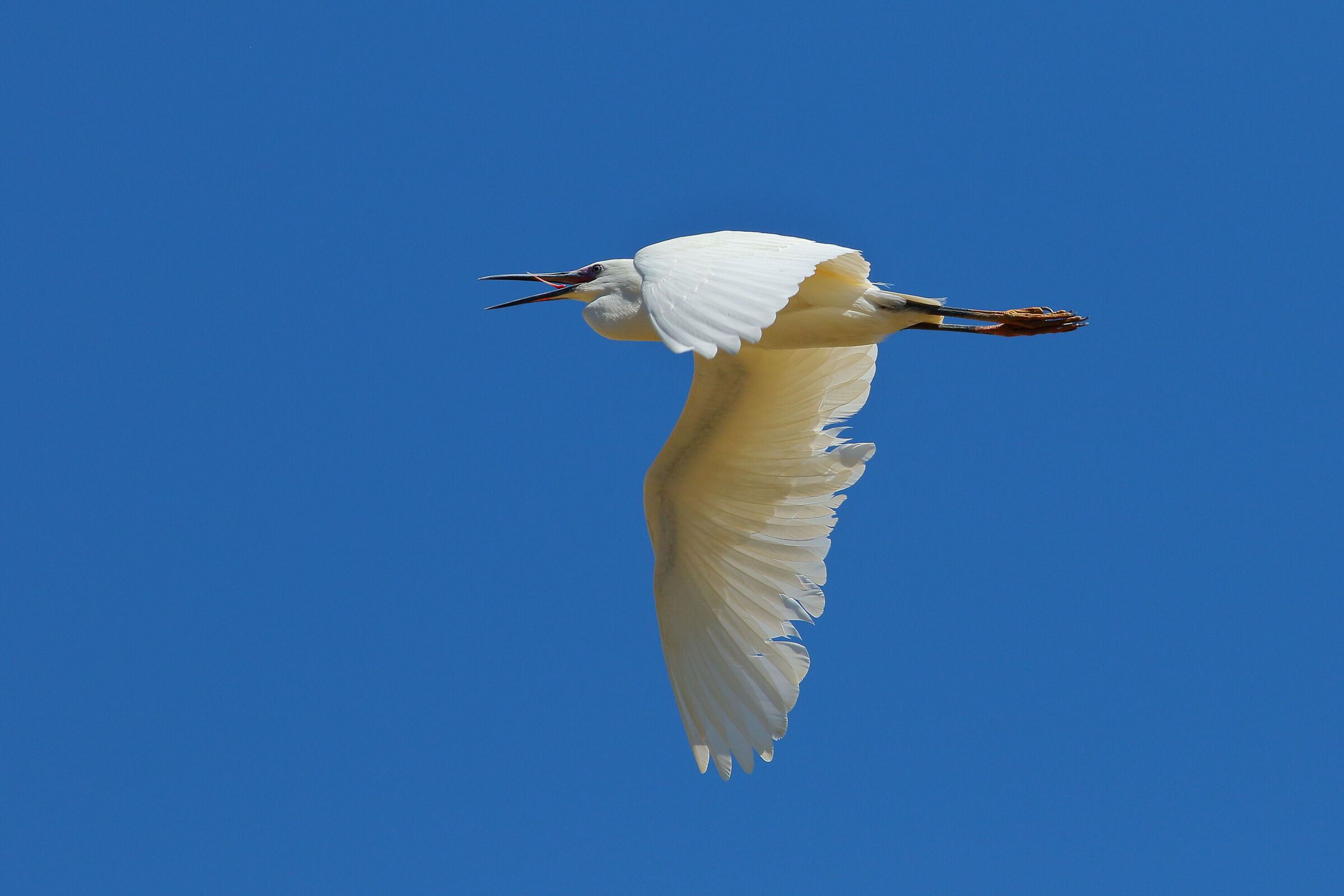 egret