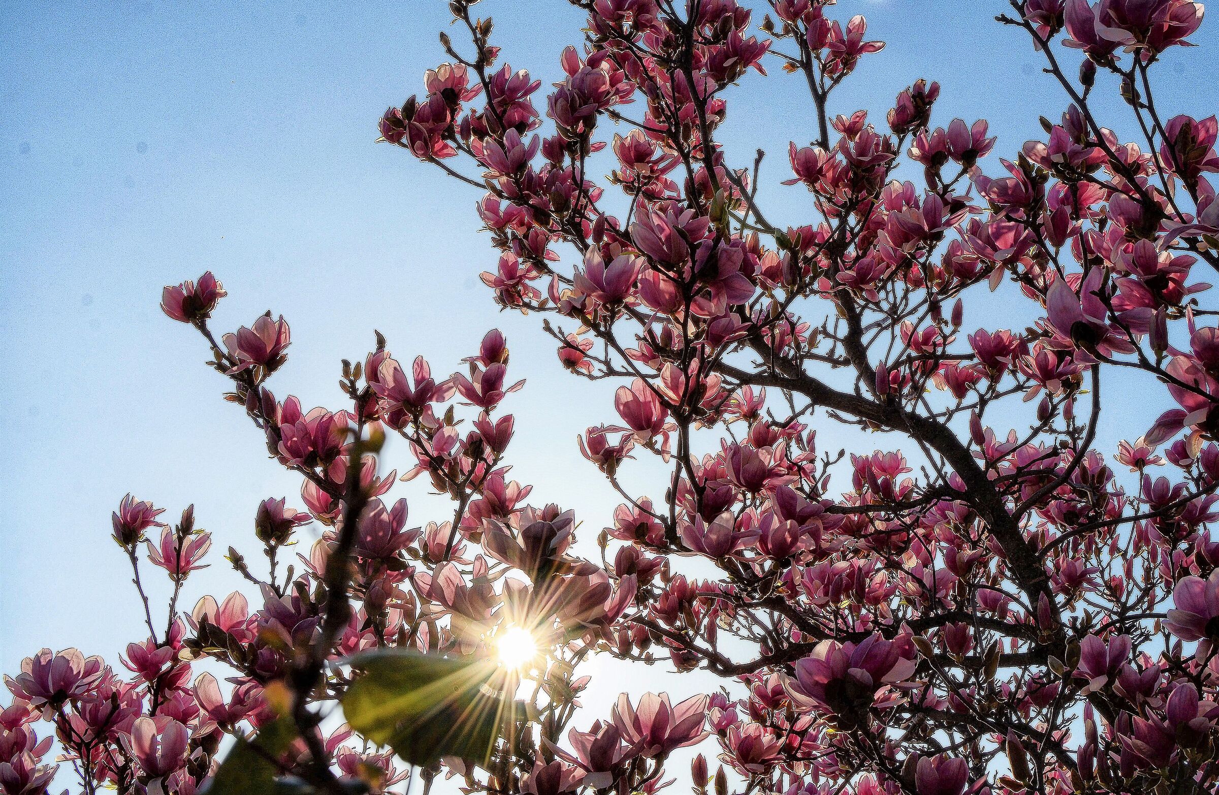 Colore rosa