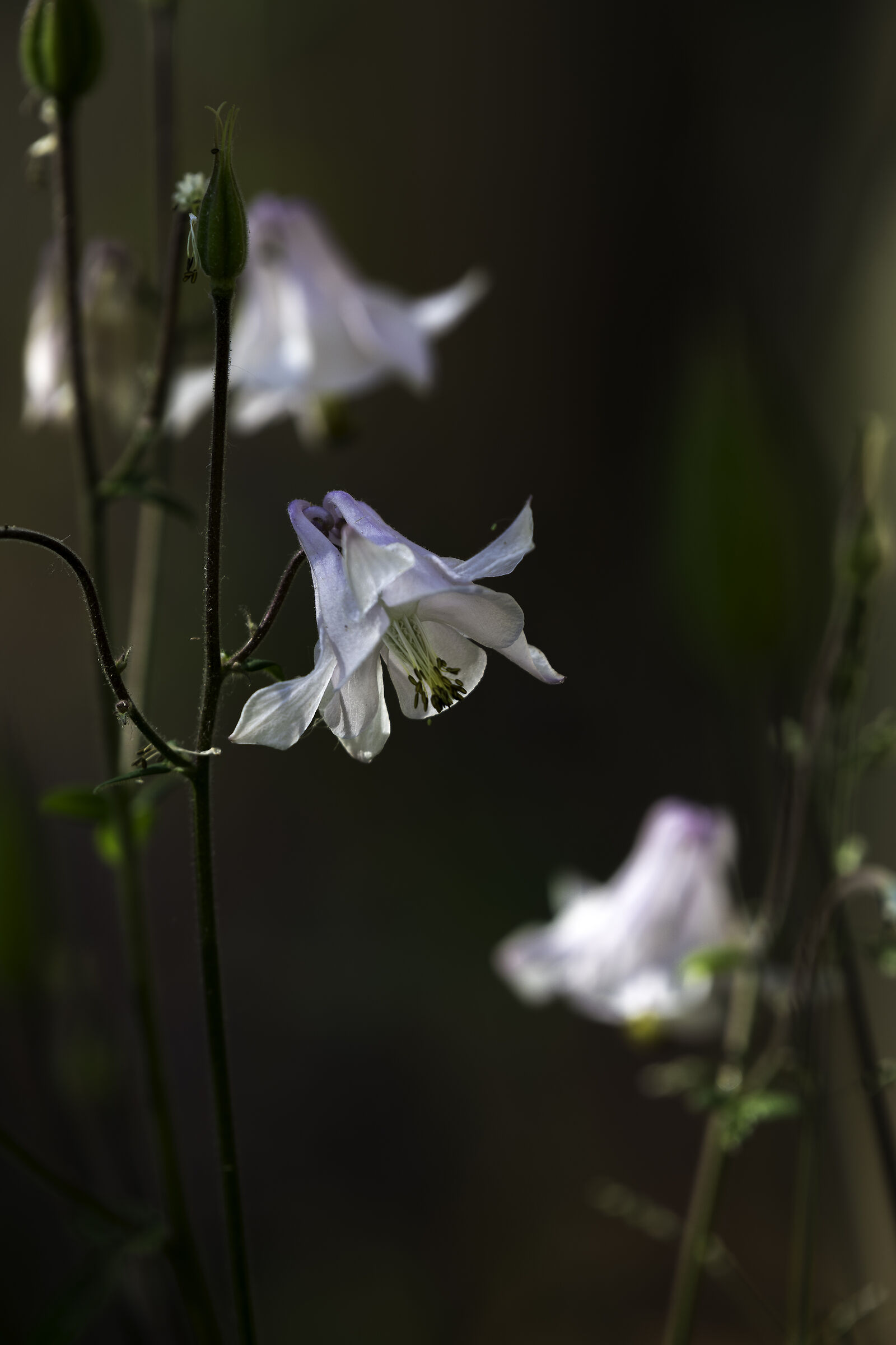 columbine